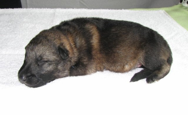 Blue_boy+(640x391).jpg