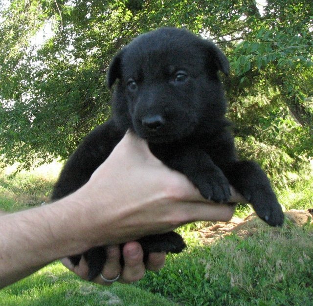 Red_3weeks+(640x626).jpg