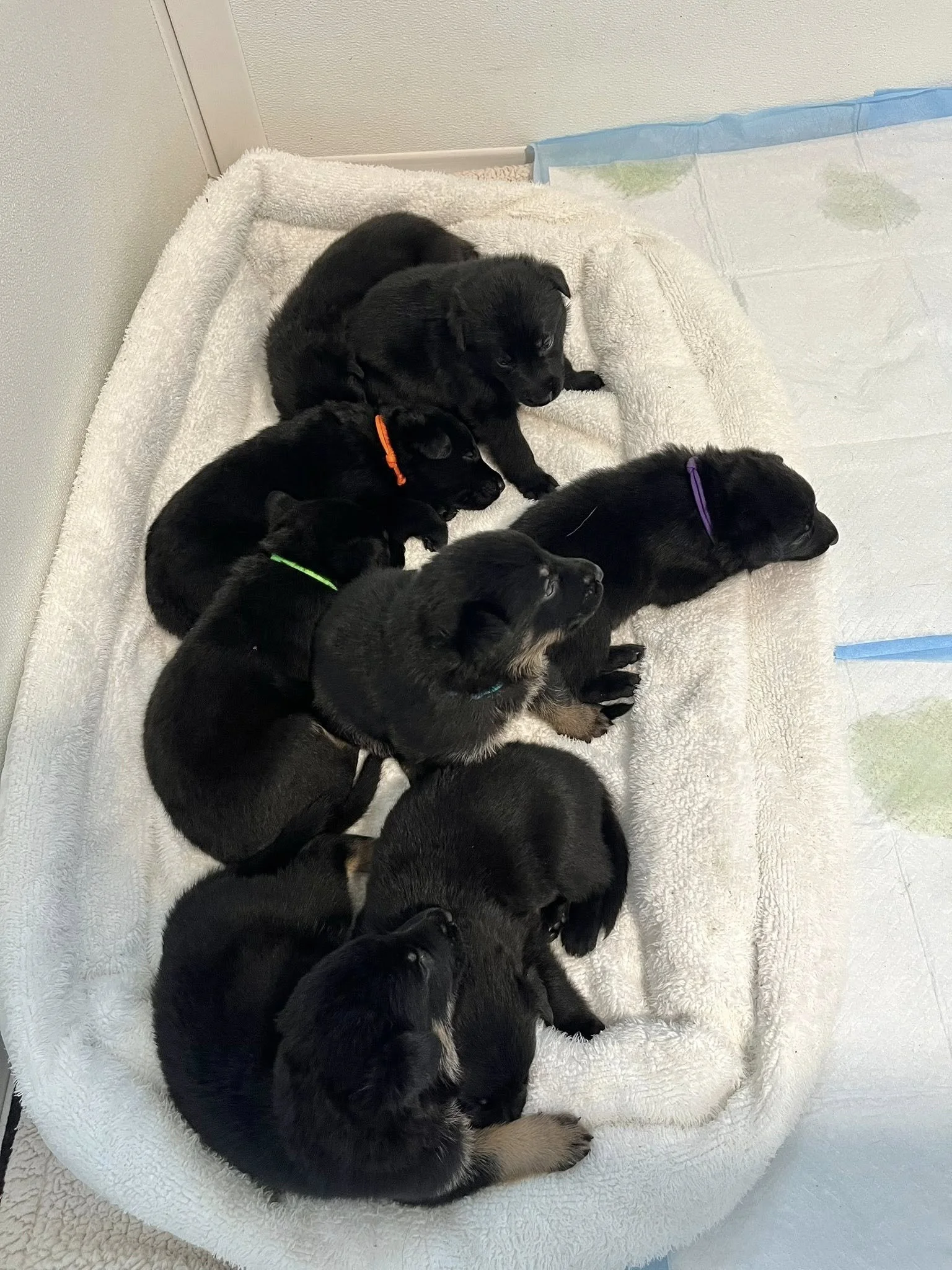 S litter von Fallamhain - 22 days old