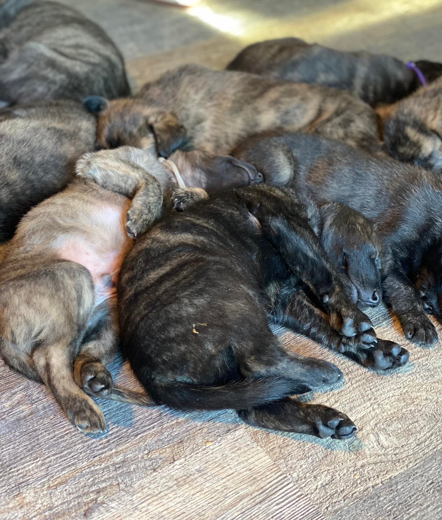 Mlitter_4weeks3.jpg