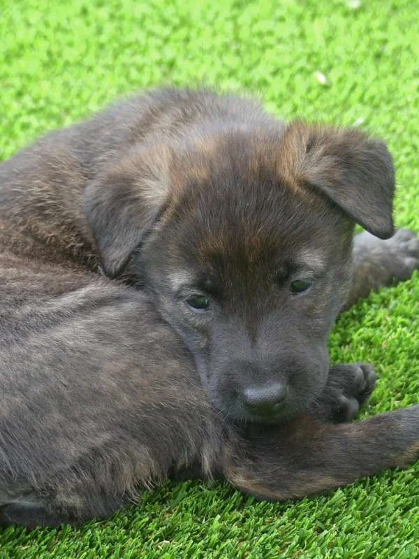 Teal_5weeks2 (600x800).jpg