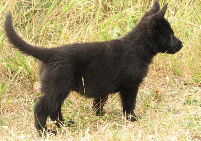 Edie_6weeks1+(640x451).jpg