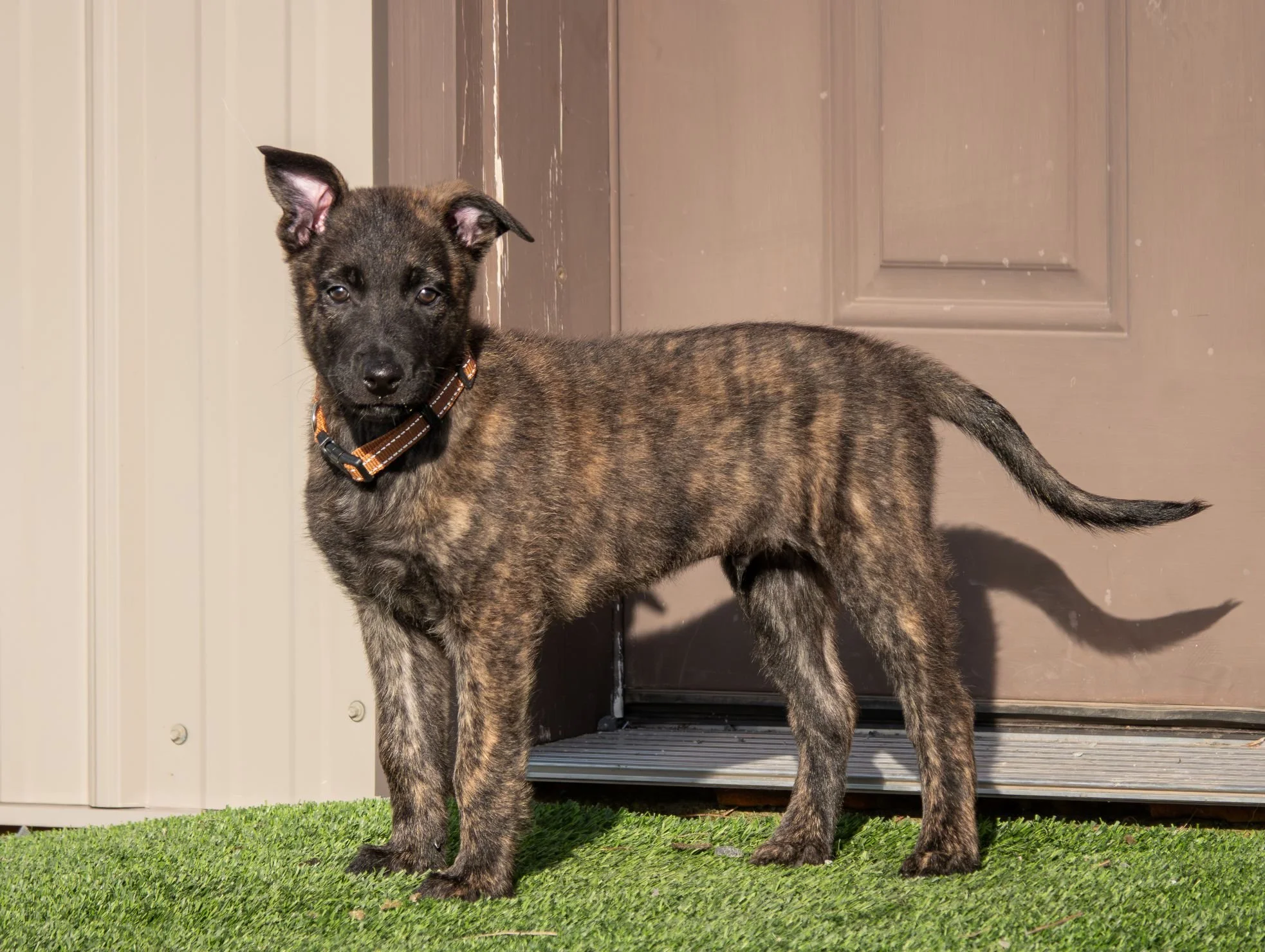 Ruse - Protege (Cadet) - 8 weeks