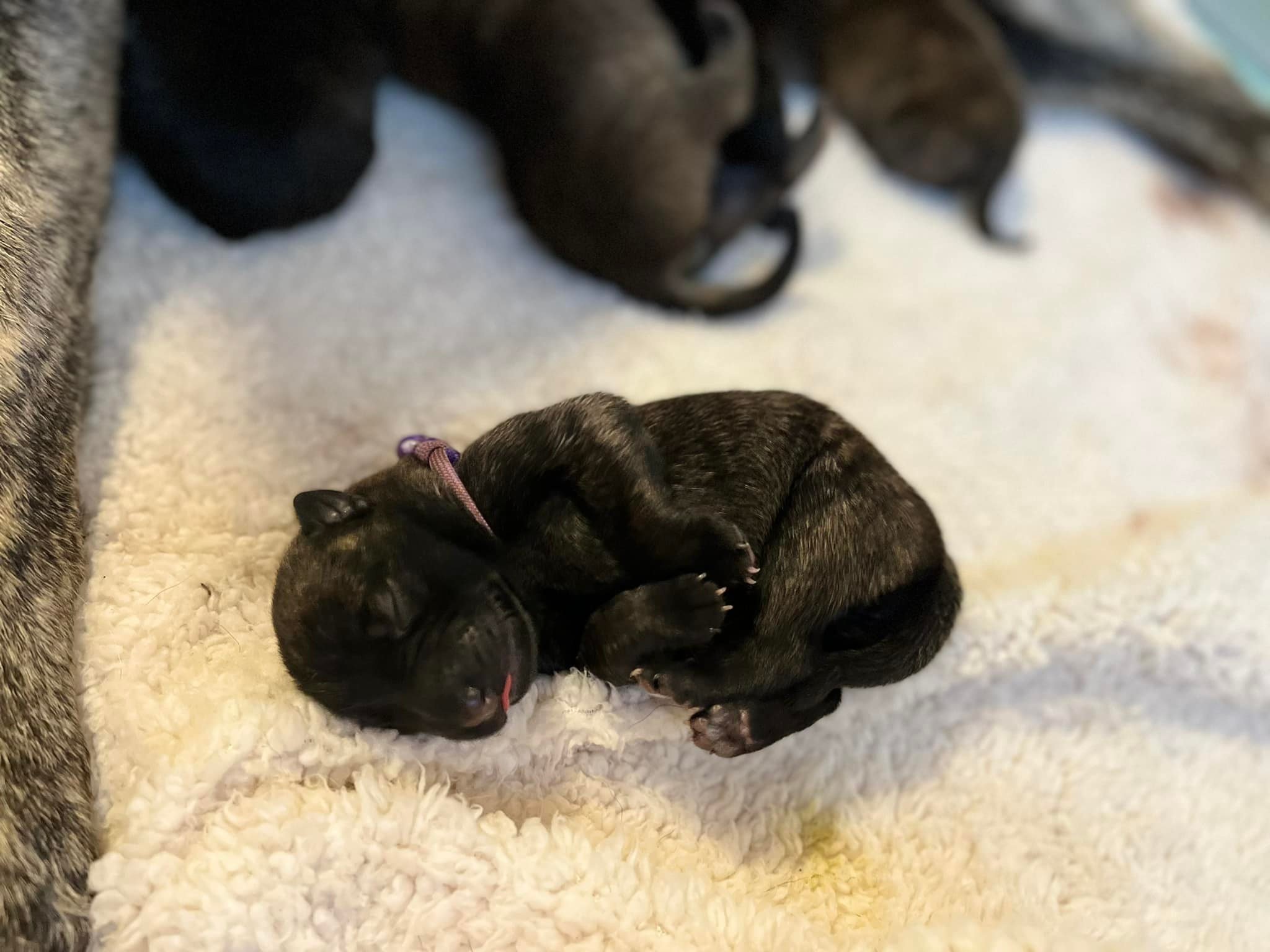 Violet_day1.jpg