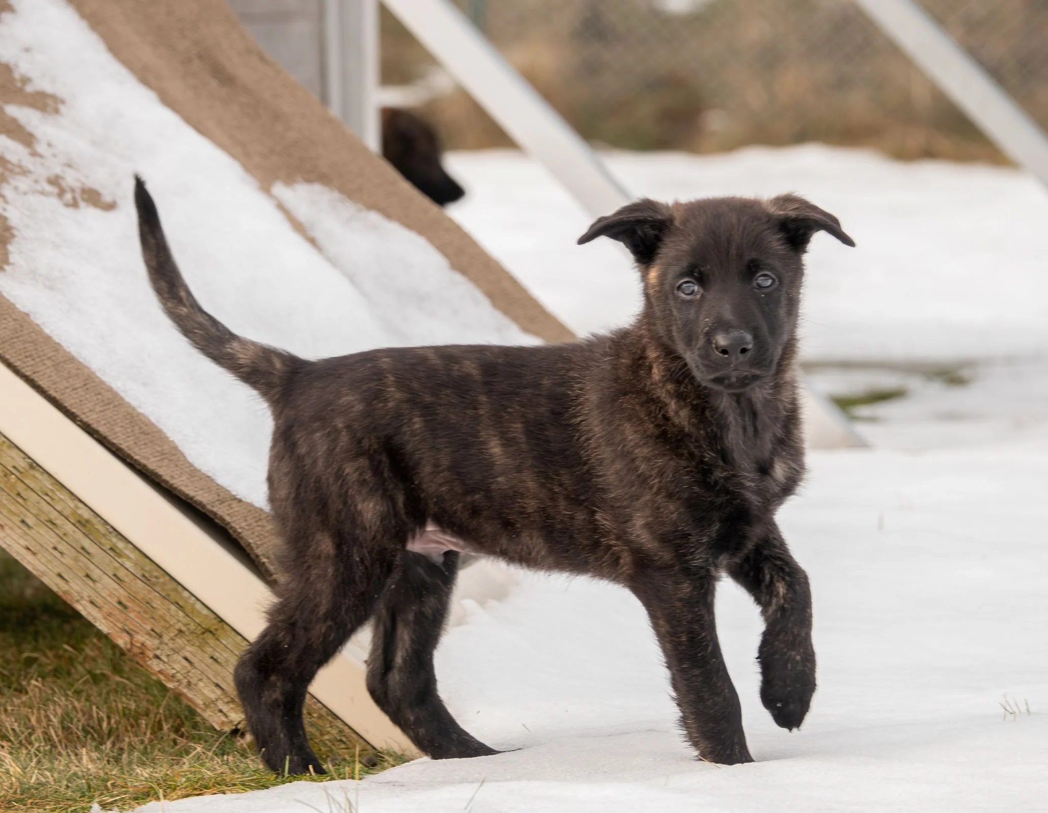 Olive collar male - 7 weeks