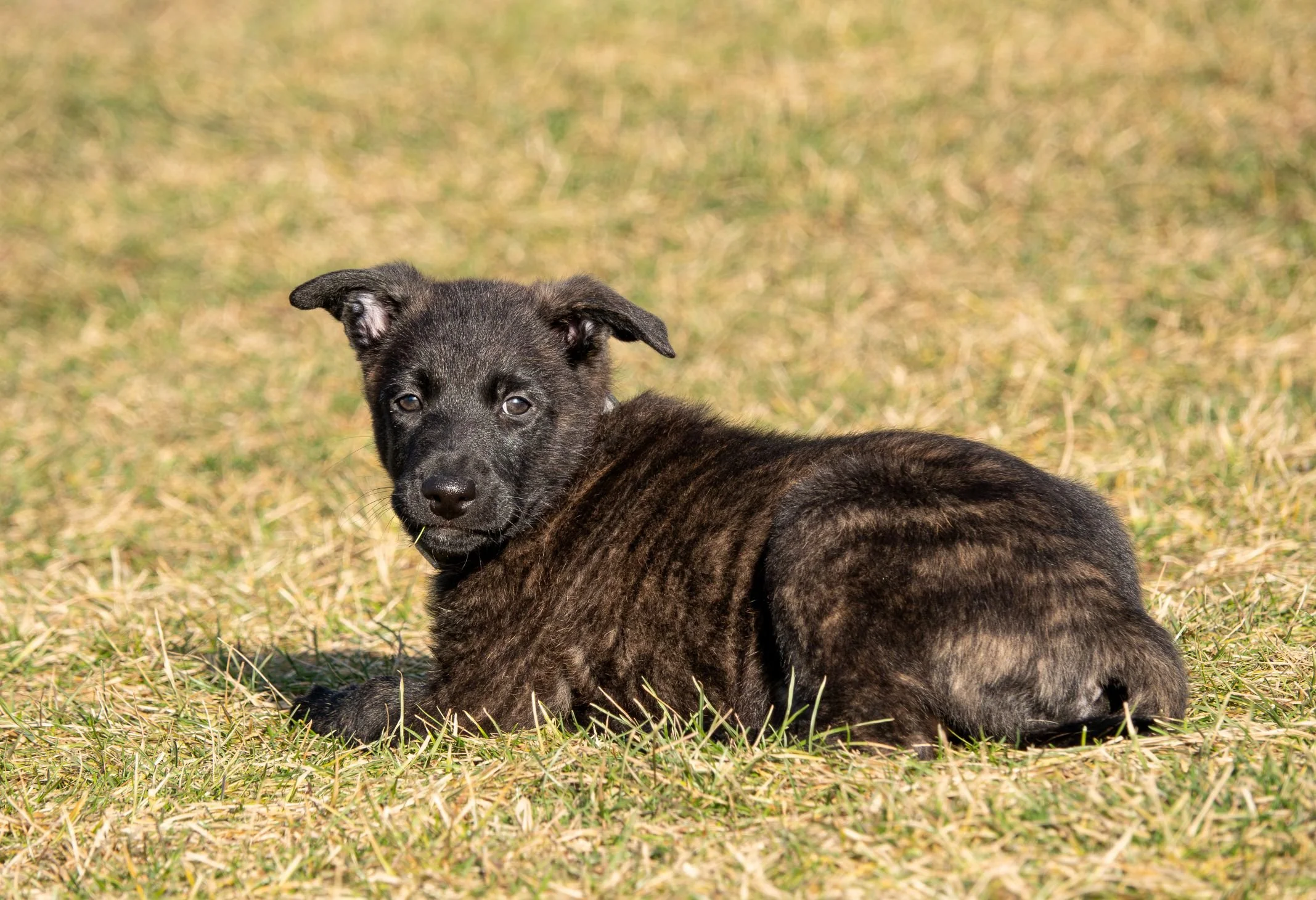 Olive - Presto (Rowyn) - 8 weeks