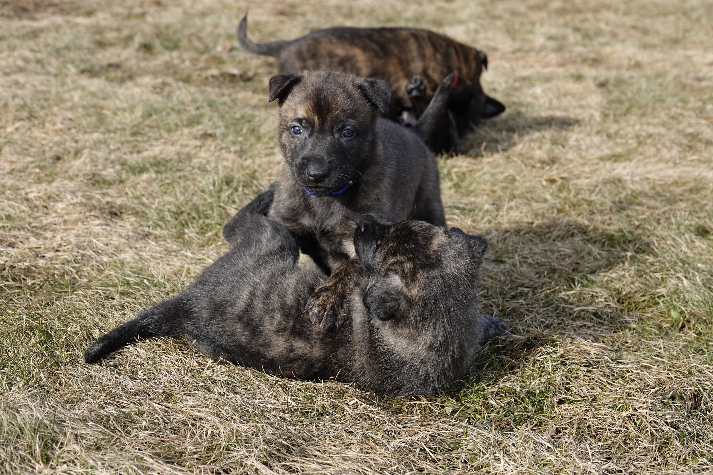 Blue_Green_4weeks1_sm.jpg