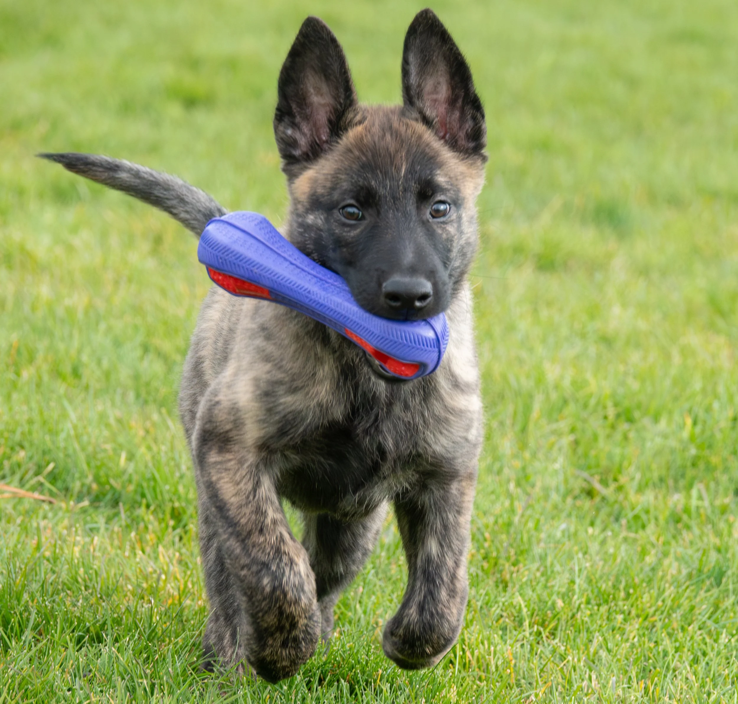Tora_10weeks1.jpg