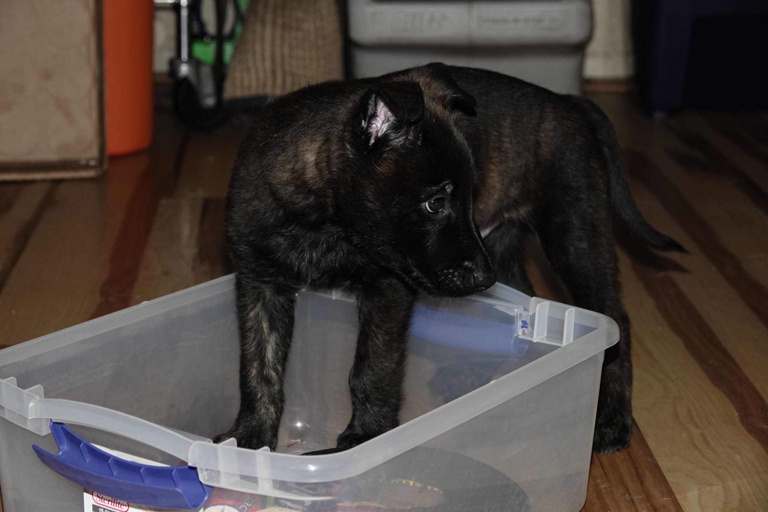 Black_7weeks1_sm.jpg
