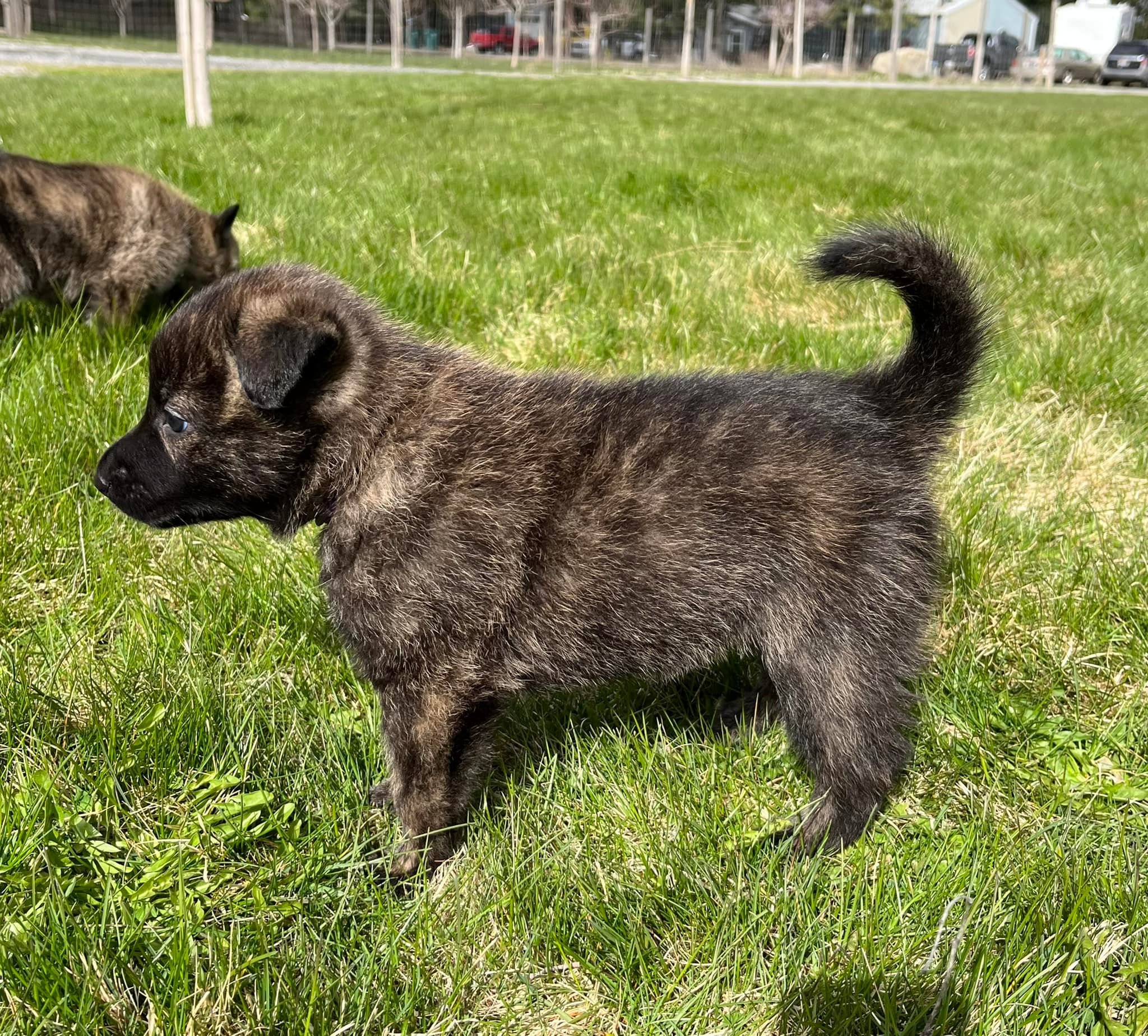 Violet_5weeks2.jpg