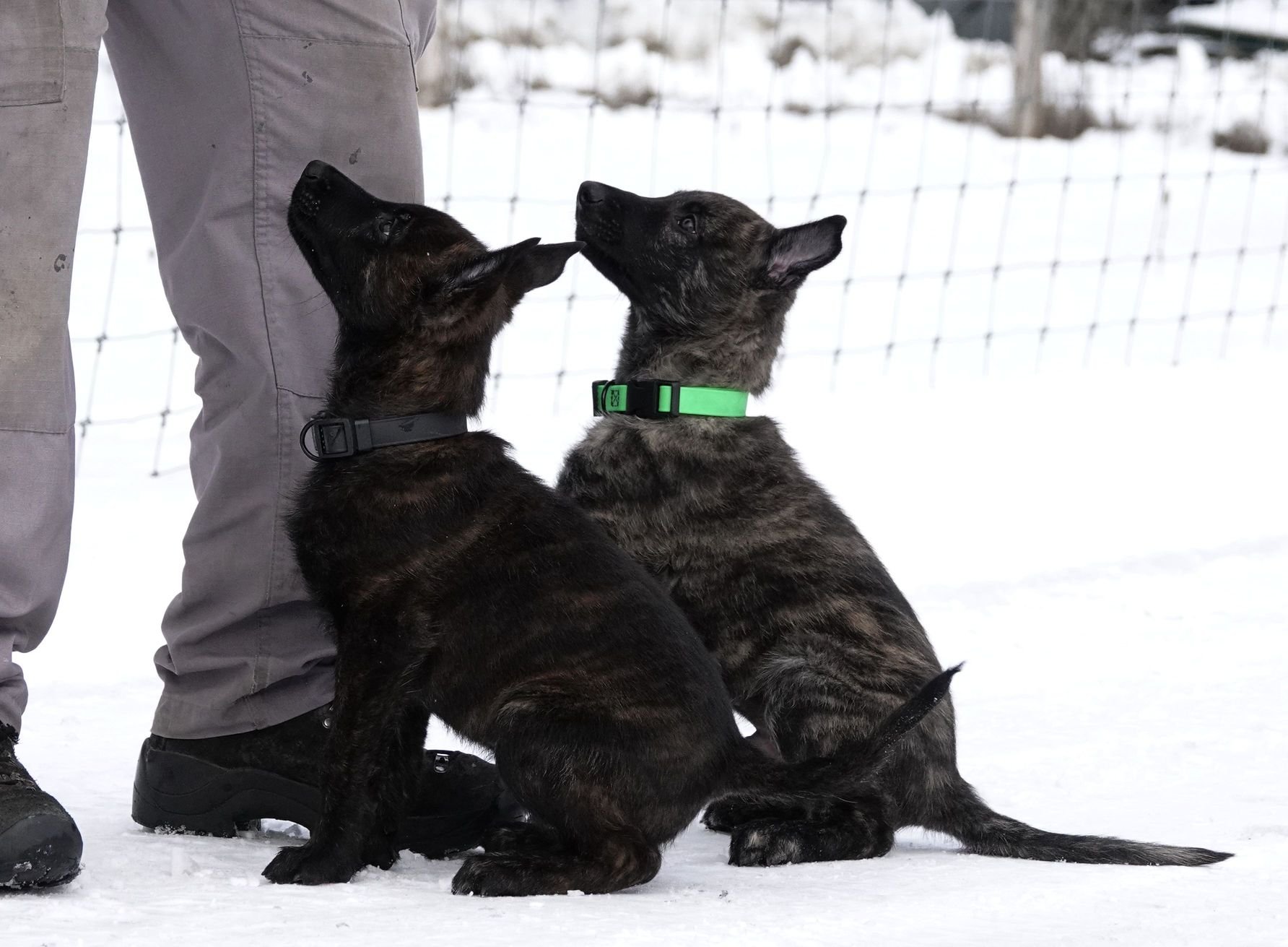 Black_Green_8weeks2_sm.jpg