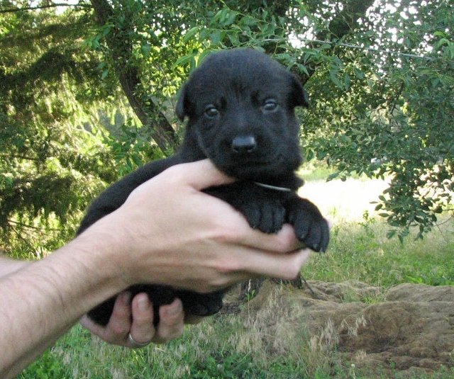 Silver_3weeks+(640x535).jpg