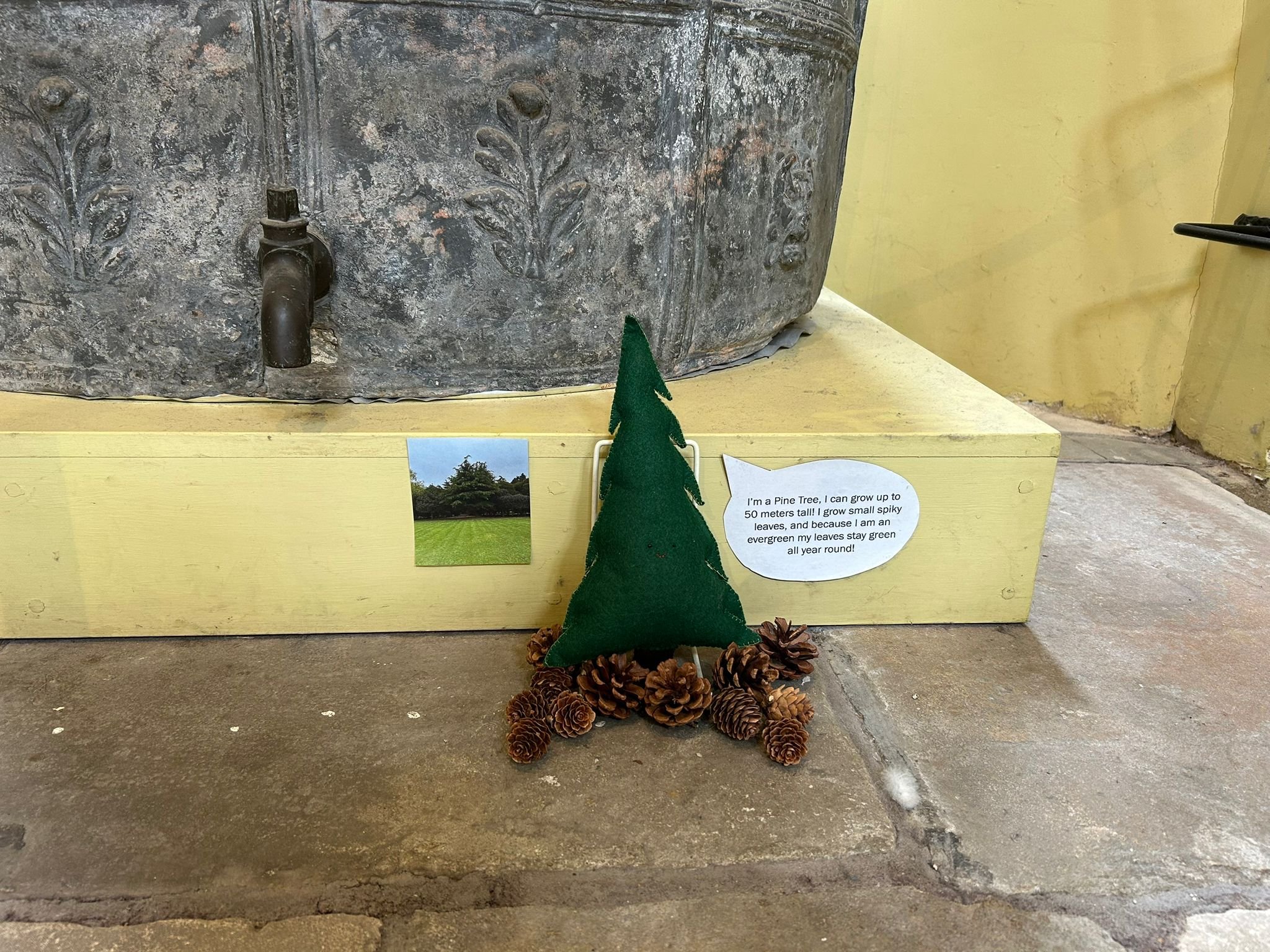 Pine tree display