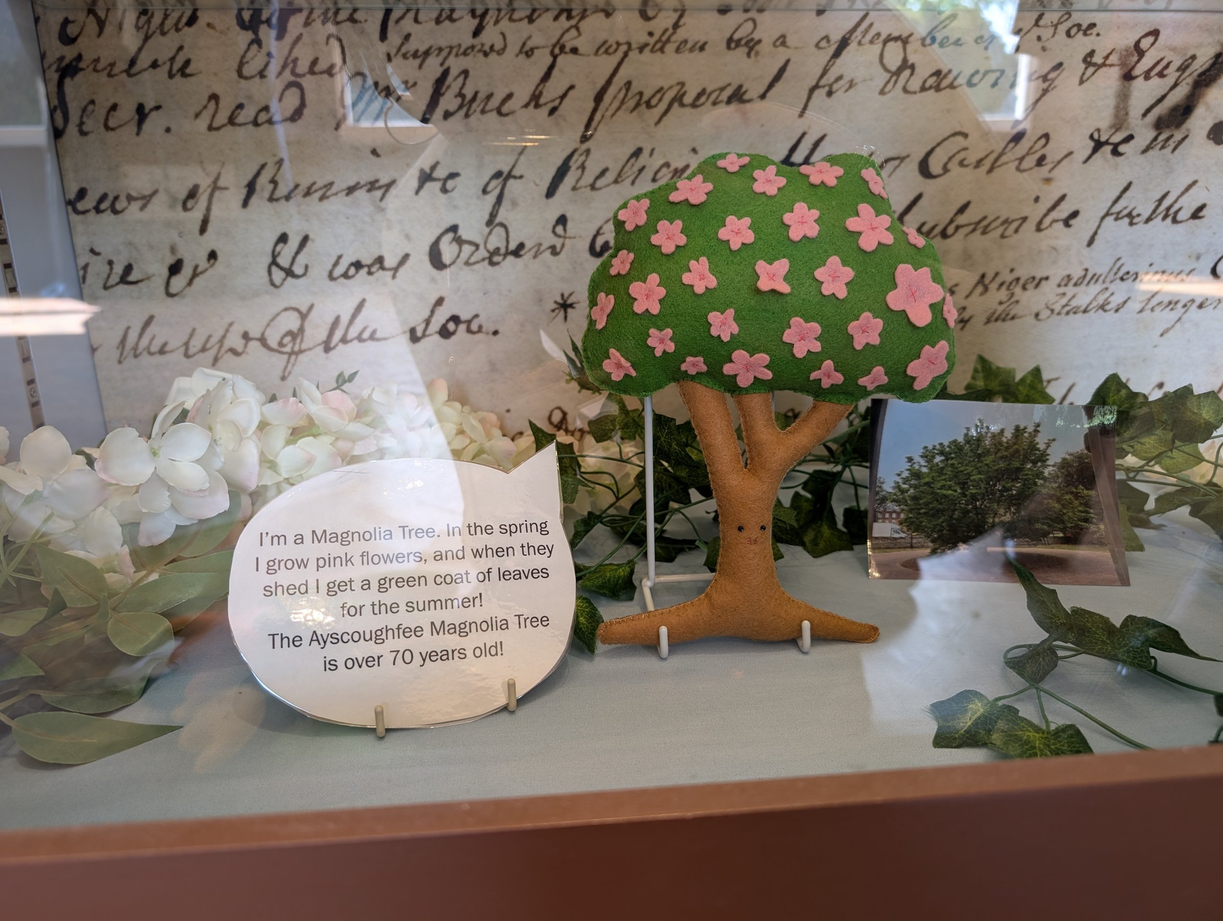 Magnolia tree display