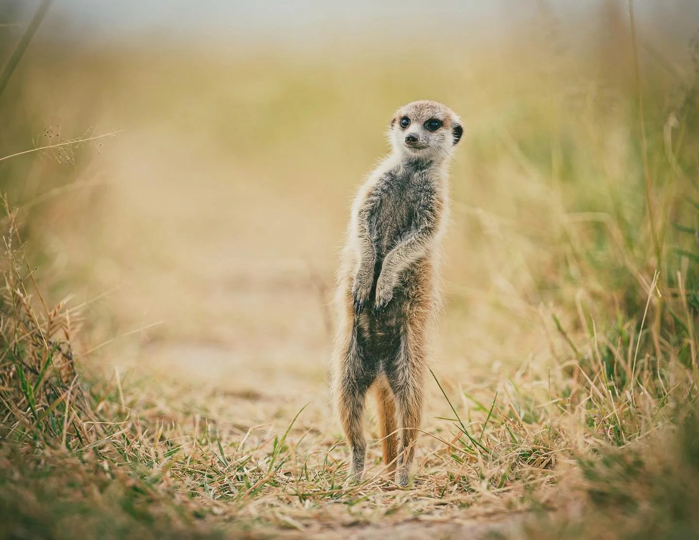 When the weekend is right around the corner!

One of the meerkats of the Makgadikgadi salt pans in Botswana keeping a watchful eye on its family. 

#botswana #Makgadikgadi ##MeerkatsOfMakgadikgadi #naturalselection