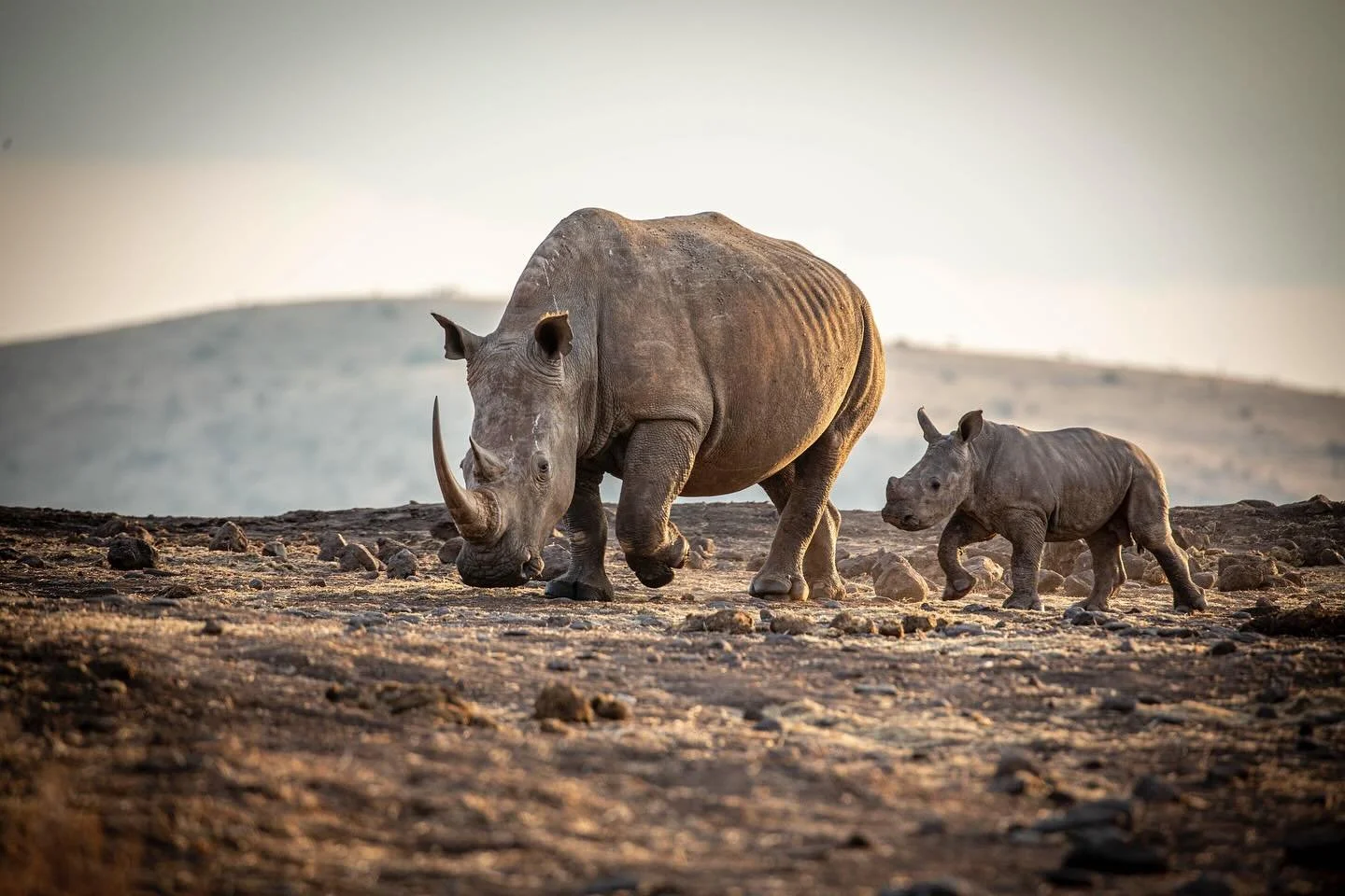 Strength. Resilience. Legacy. 

Today on #WorldRhinoDay, we honor these magnificent creatures and the efforts to protect them for generations to come.

#WorldRhinoDay2025 #SaveTheRhinos #ConservationInAction #WildKenya #SafariLife #lewa #whiterhino