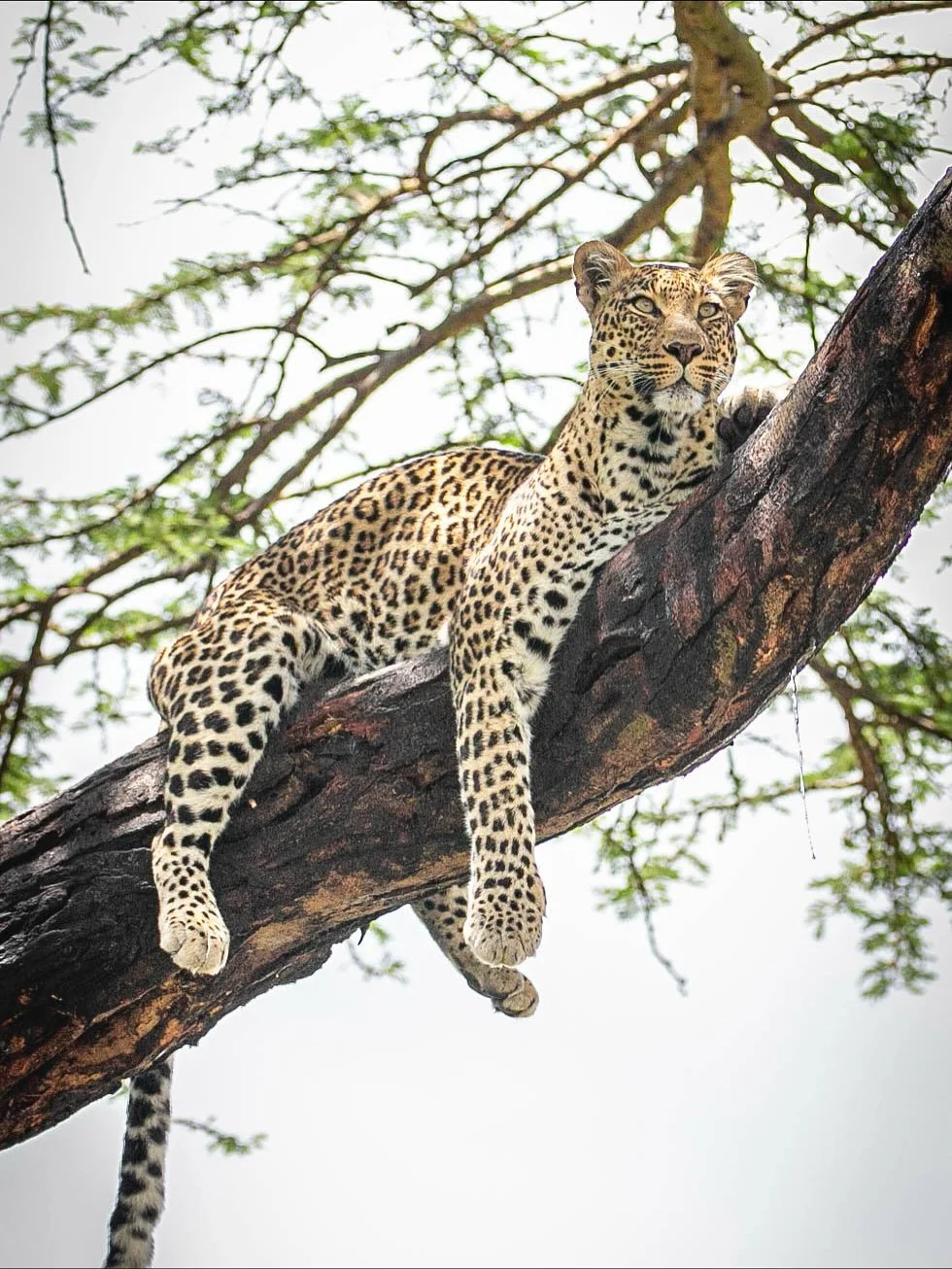 Not every safari comes with a leopard sighting, which makes it even more special when it happens&mdash;especially with returning guests who did not come across one of these beauties one the first time around! 

This one in particular made it even mor