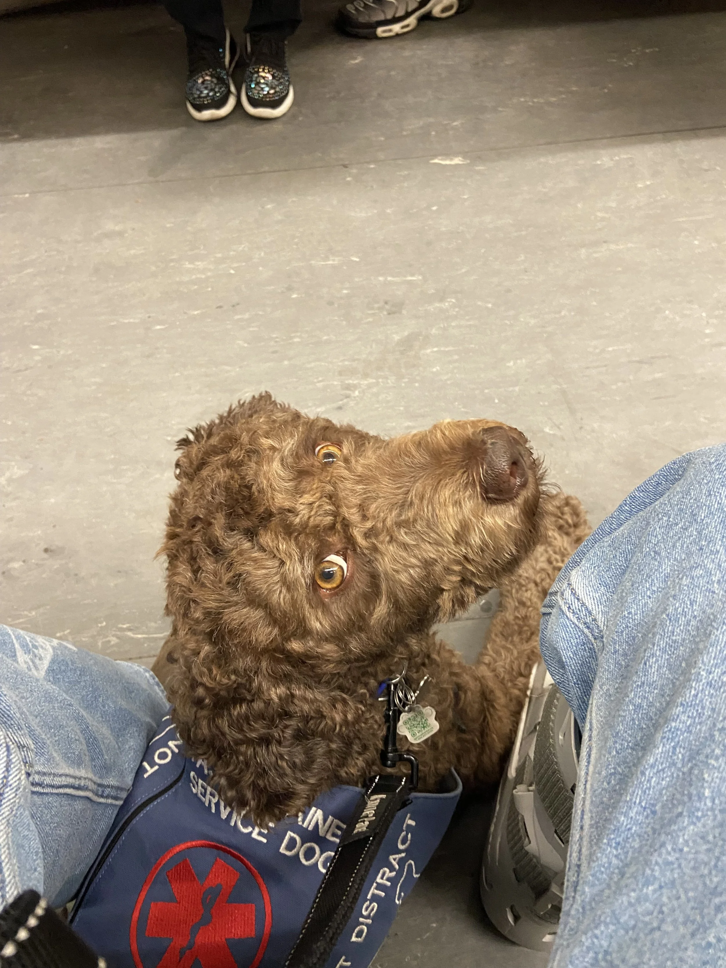 Service Dog Training