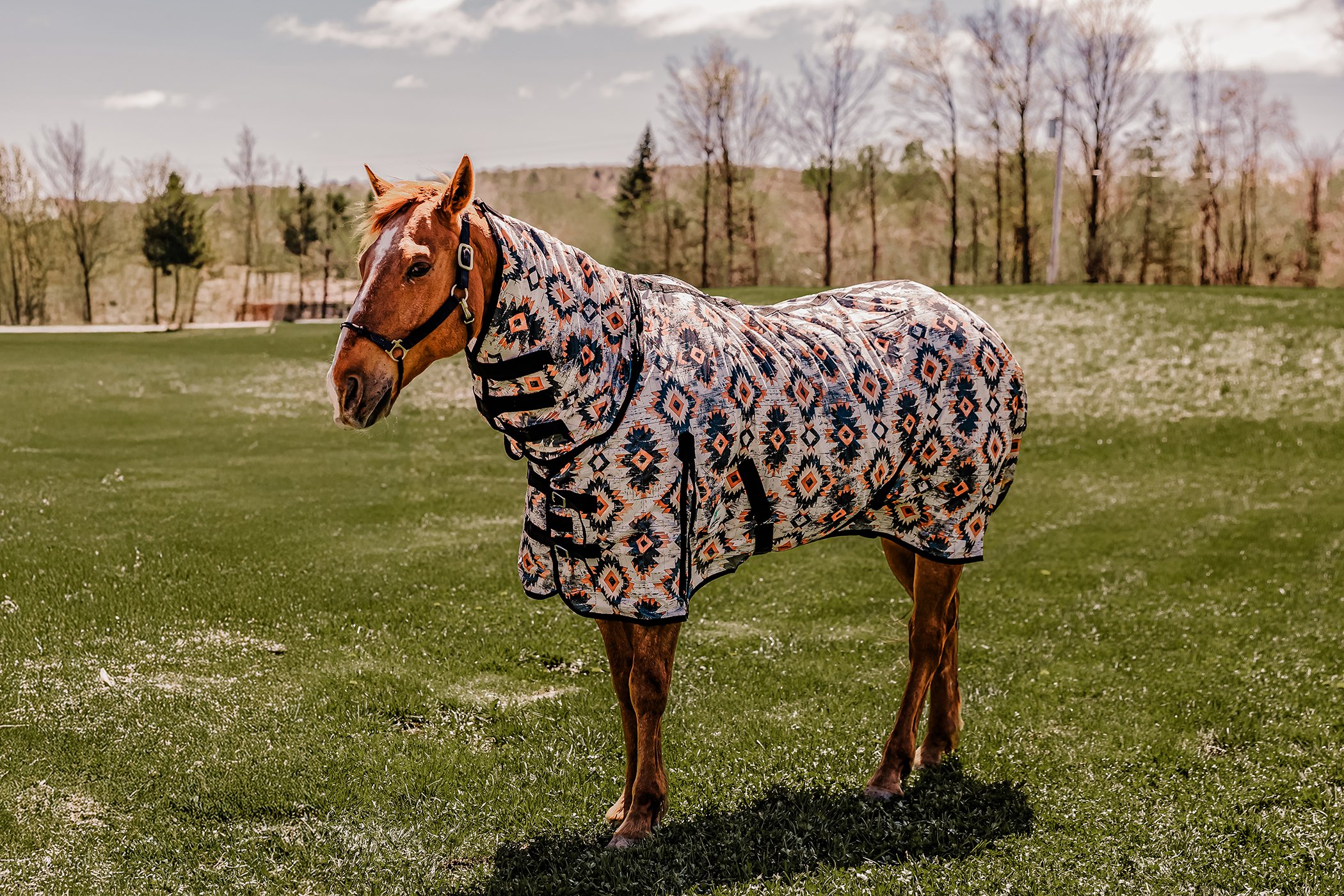flysheets-3.jpg