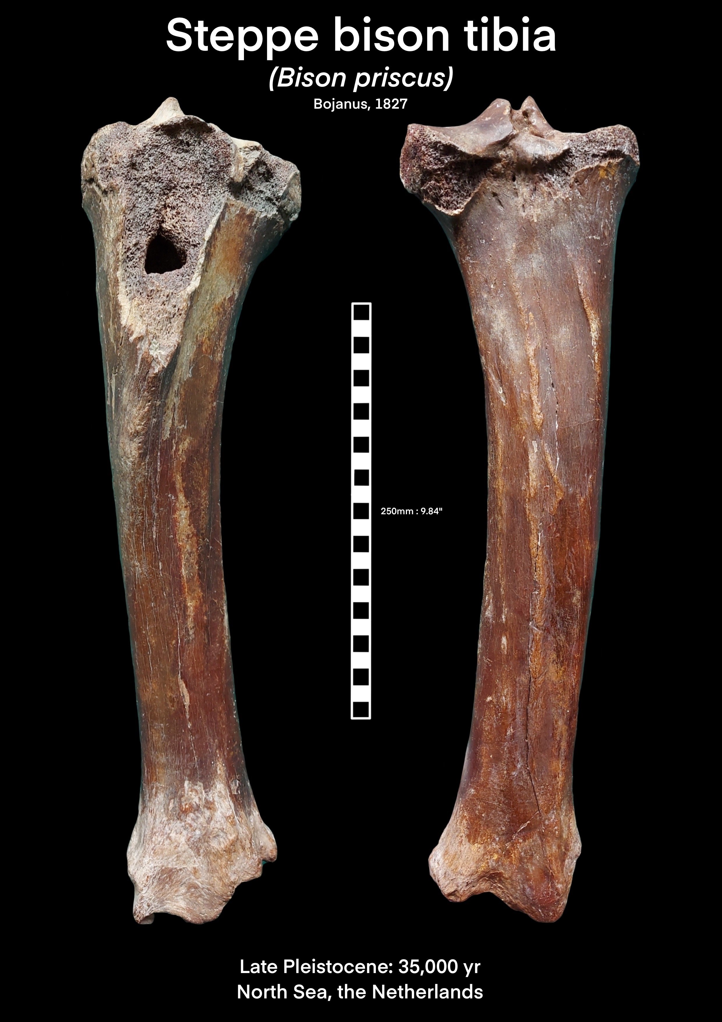 Steppe Bison Tibia.jpeg