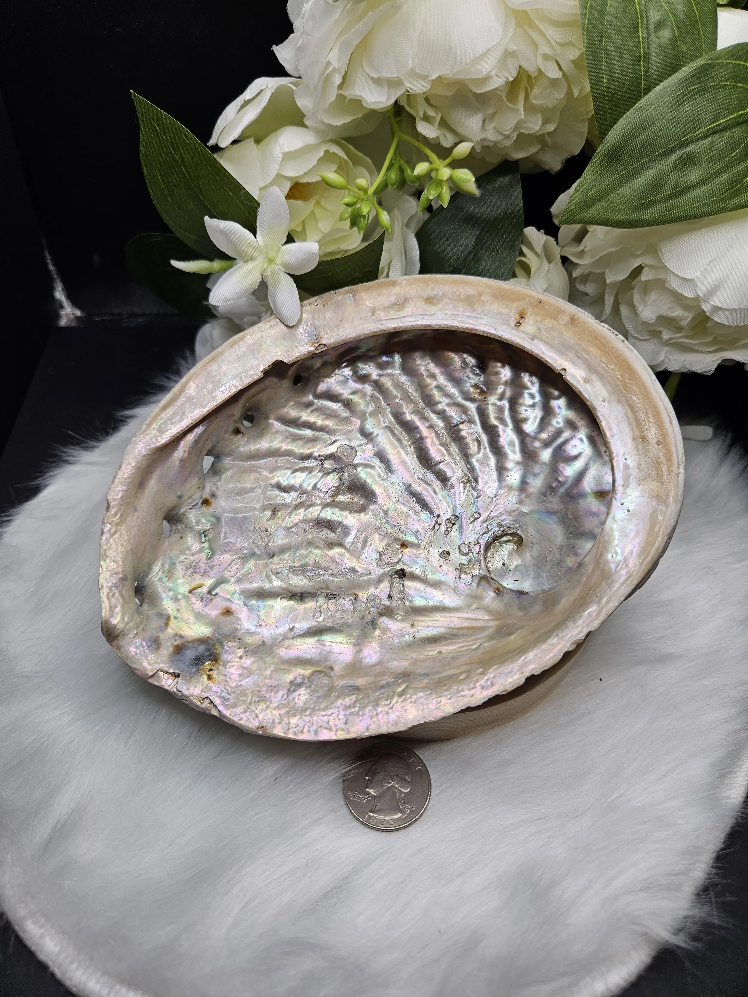 Abalone Shell Bowl - Large