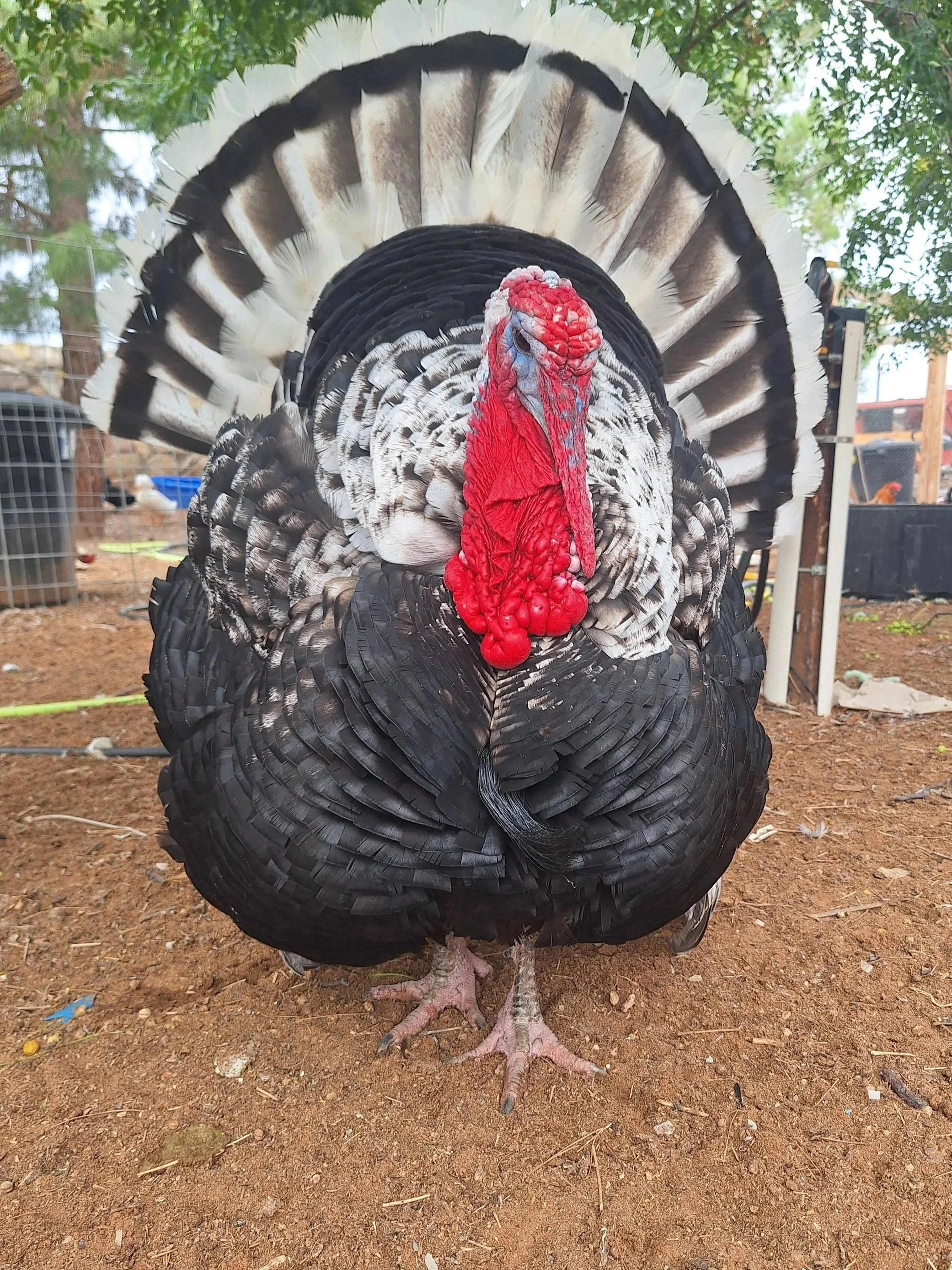 20251008_112334.jpg (Copy)