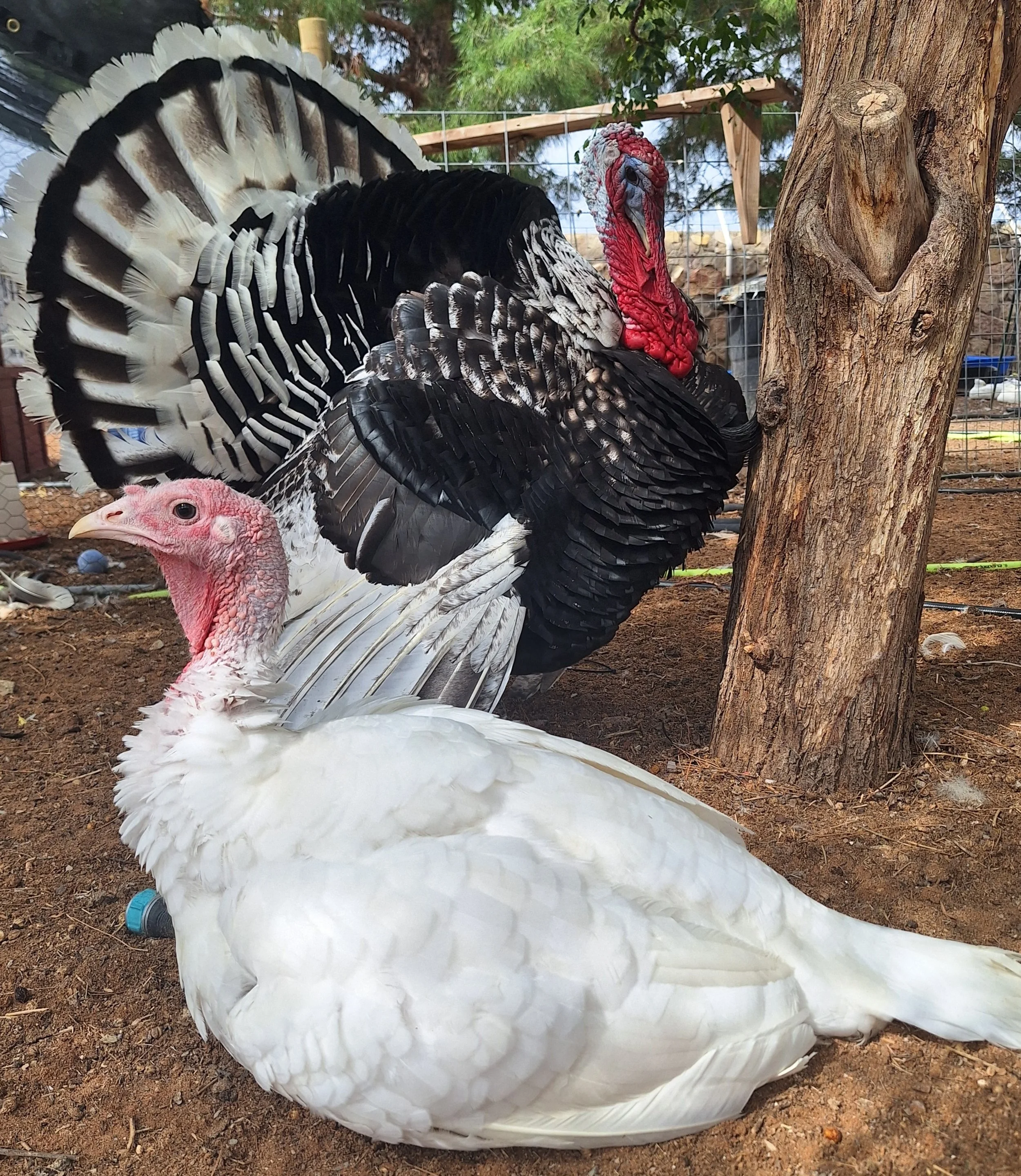 20251008_112759.jpg (Copy)