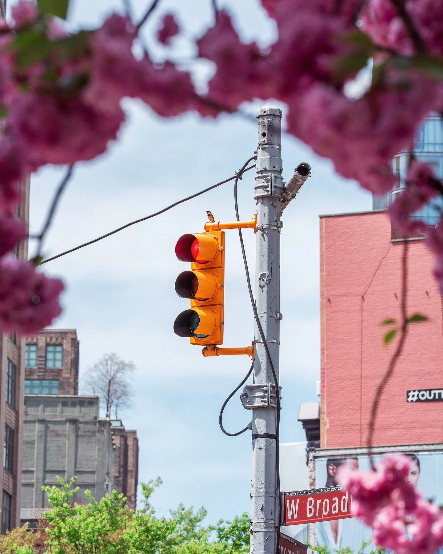 🚦🐦🌸
&bull; 
&bull;
&bull;
shot on sony a7c ɪɪ @sonyalpha 
&bull;
&bull;
&bull;
#streetclassics #madewithlightroom #streetgrammers #streetmoment #nycprimeshotz #ny_shooters #moostlyfilm #theglobalphotographycommunity  #tonesofnyc #nightshooters #ci