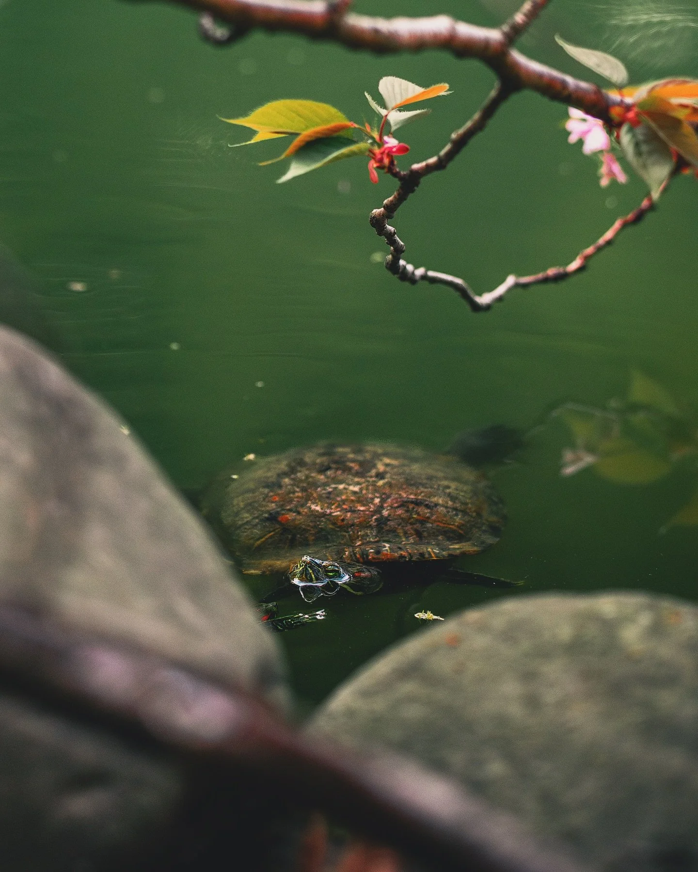 family of turtles at the brooklyn botanical garden 🌸🐢
&bull; 
&bull;
&bull;
shot on sony a7c ɪɪ @sonyalpha 
&bull;
&bull;
&bull;
#madewithlightroom #streetgrammers #nature #naturetherapy #moostlyfilm #theglobalphotographycommunity #turtlesofinstagr