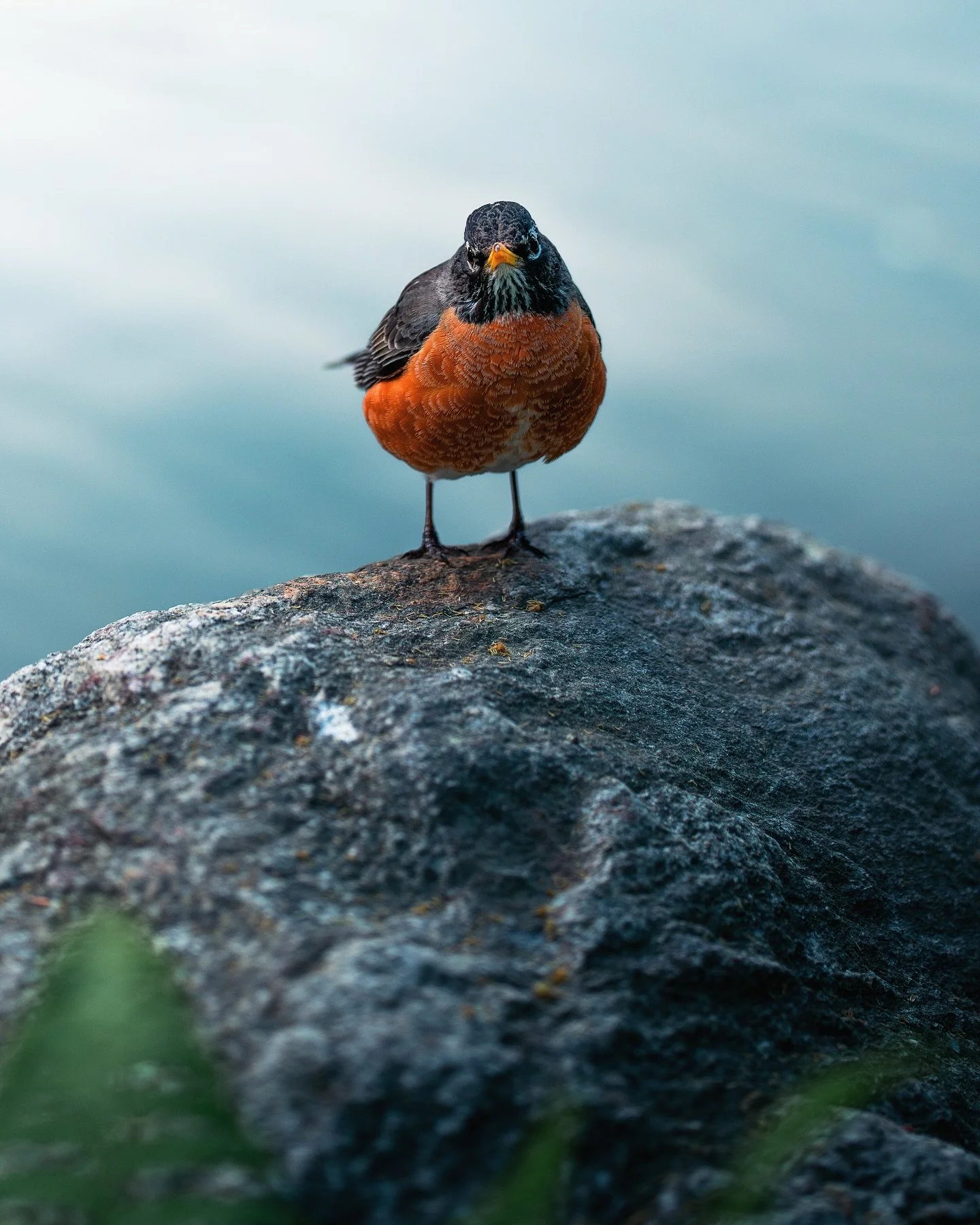 early bird 🪶
&bull; 
&bull;
&bull;
shot on sony a7c ɪɪ @sonyalpha 
&bull;
&bull;
&bull;
#madewithlightroom #streetgrammers #nature #naturetherapy #moostlyfilm #birdsonearth #birdsofinstagram #theglobalphotographycommunity #turtlesofinstagram #brookl