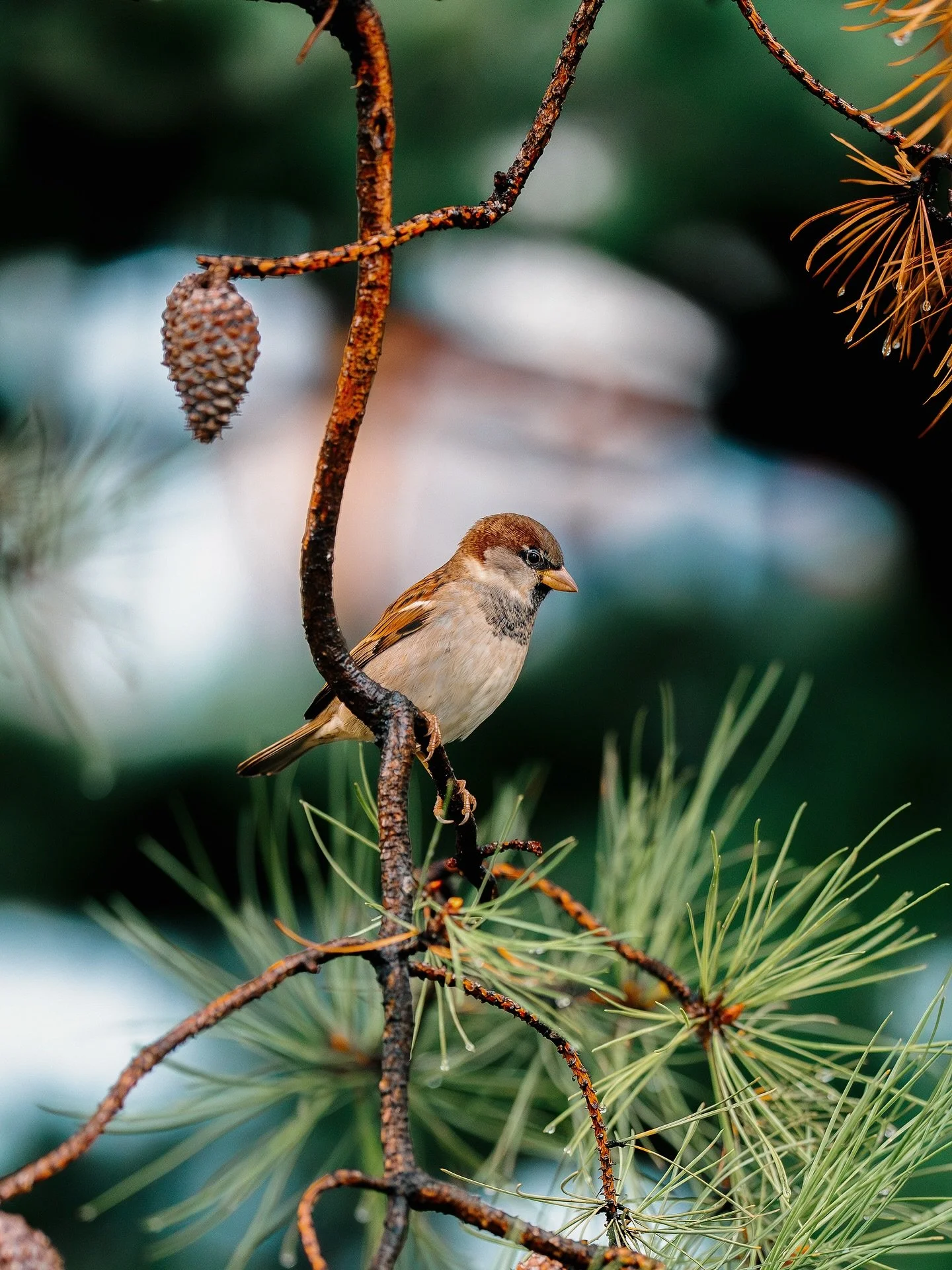 sparrow spotting 🌲