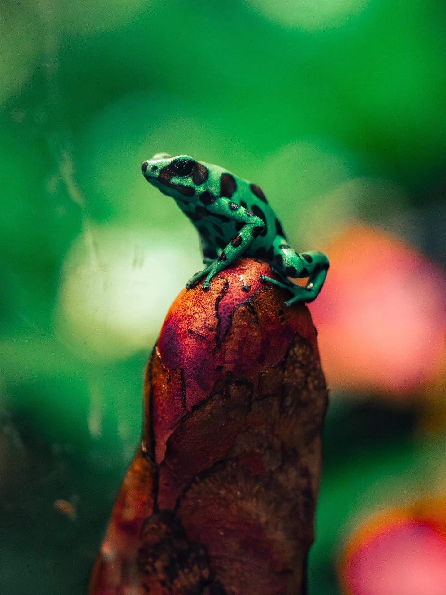 making friends at Prospect Park Zoo 🐸🐟🦁🦜🦭🌈