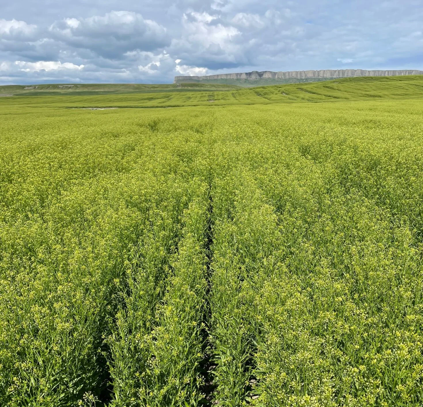 camelina-field.jpg