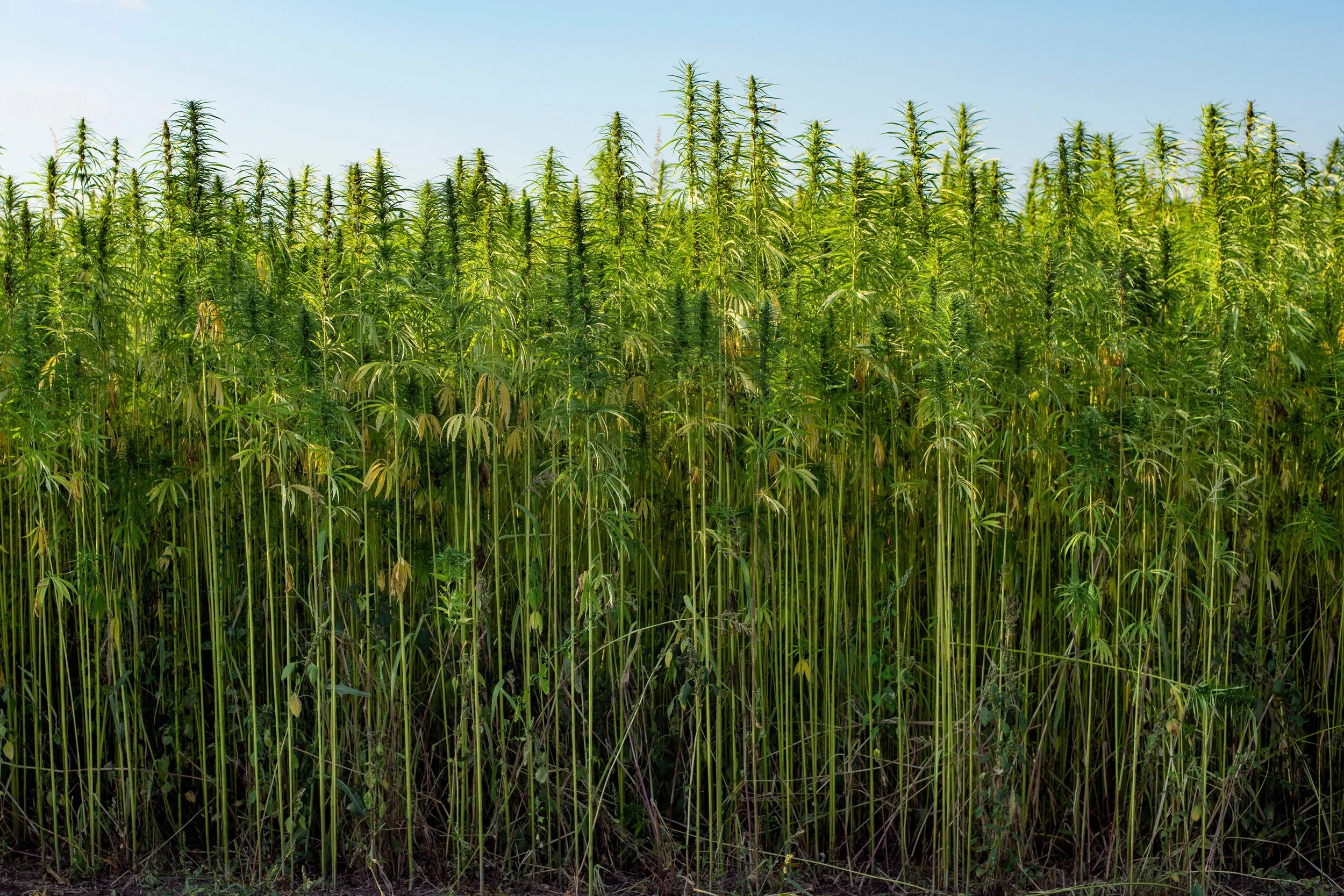 stalks cf.jpg