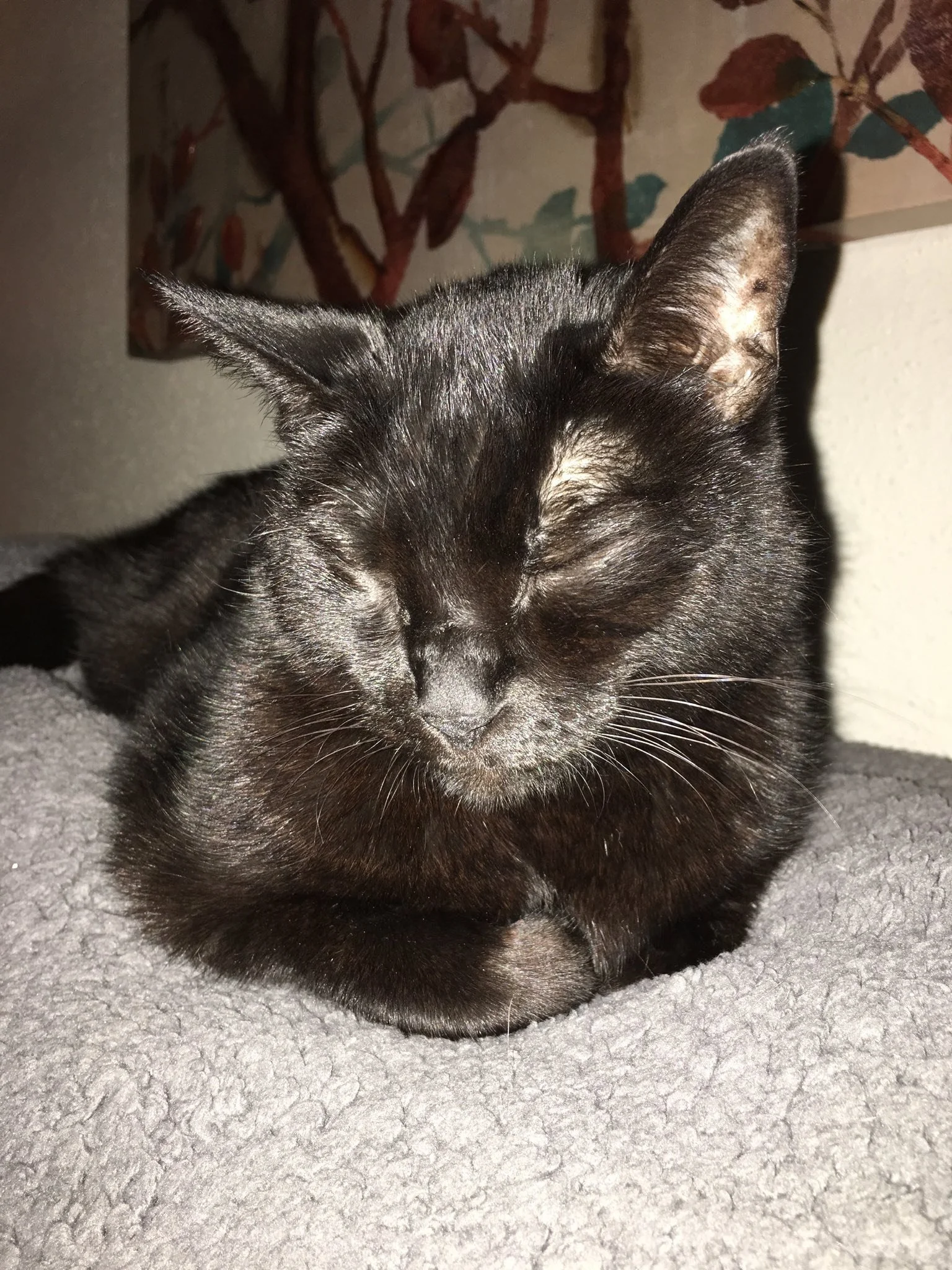 Because it&rsquo;s apparently National Black Cat Day, I&rsquo;m sharing some of my favorite pictures of my little Maggie that crossed Rainbow Bridge in 2018. I miss her every single day along with her sister, Spunky. Please keep your black kitties in