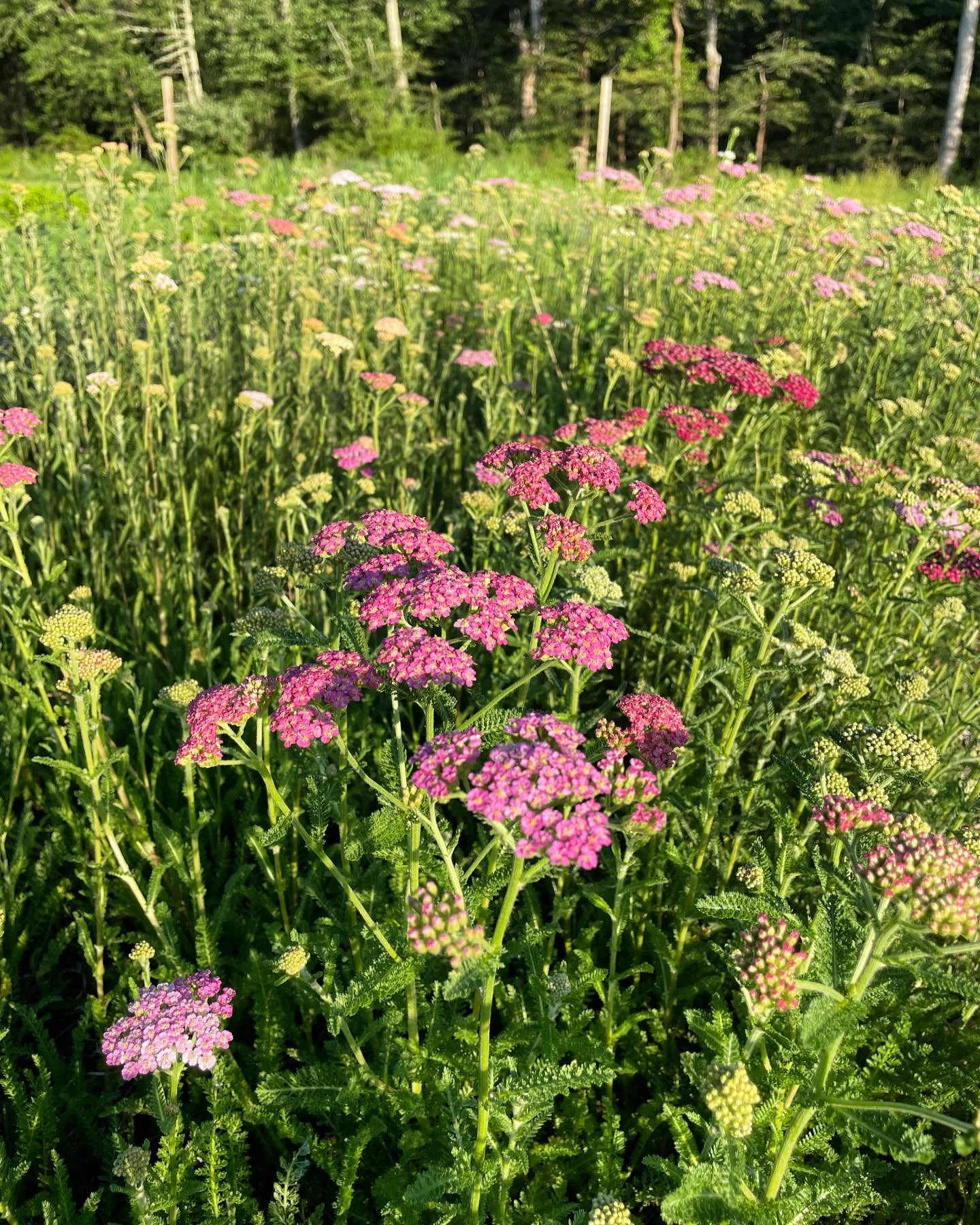 Nature&rsquo;s confetti is in full bloom! 

This beautiful bed of Summer Berry Yarrow is more than just a beautiful sight. It&rsquo;s a pollinator magnet, drought tolerant and makes a long lasting cut flower! 

We&rsquo;re so excited to offer this ya