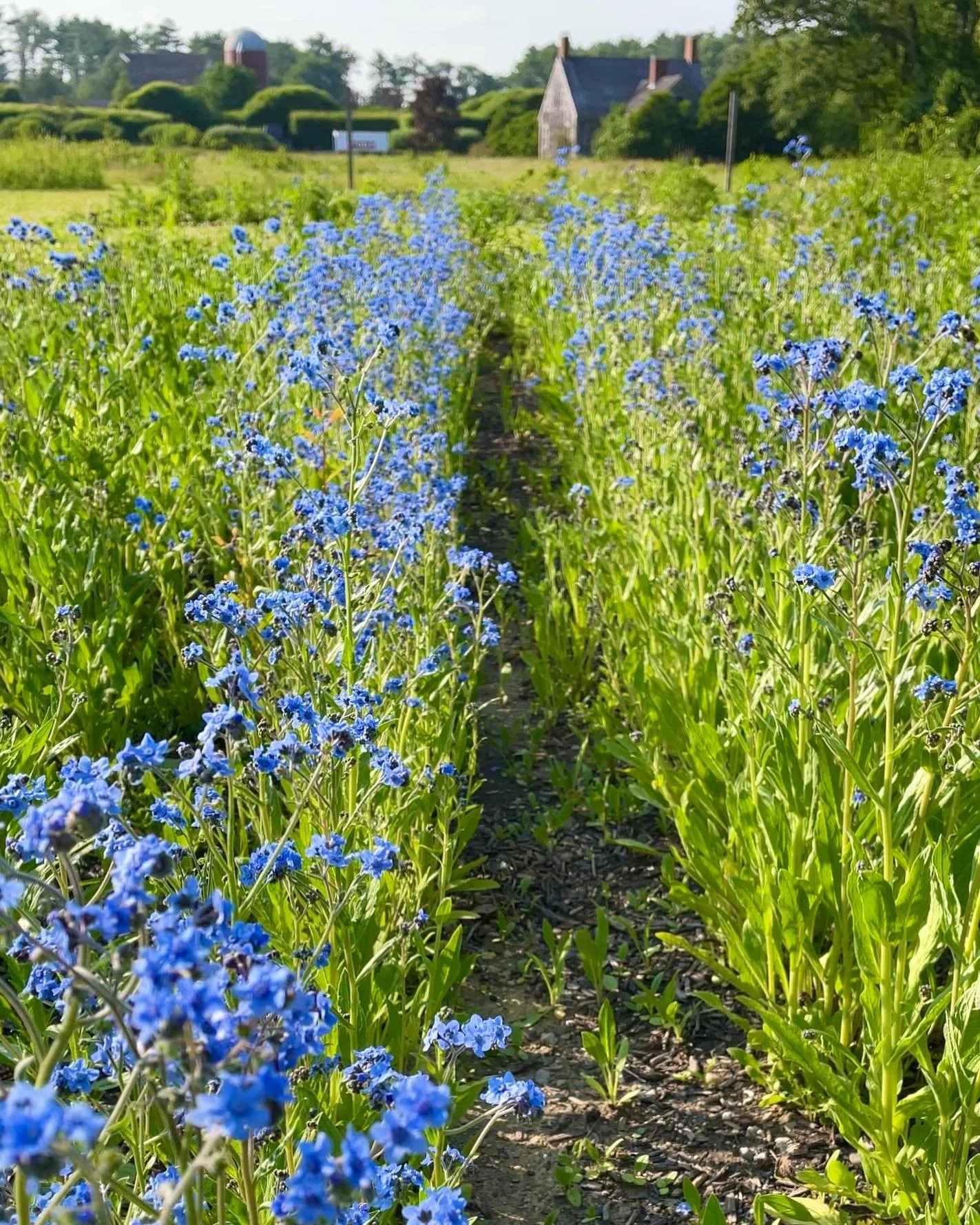 &ldquo;There is a garden in every childhood, an enchanted place where colors are brighter, the air softer, and the morning more fragrant than ever again.&rdquo; 

#thesecretgarden #flowergarden #flowerfarm #fieldsofgold #saturdaymornings #farmvibes #