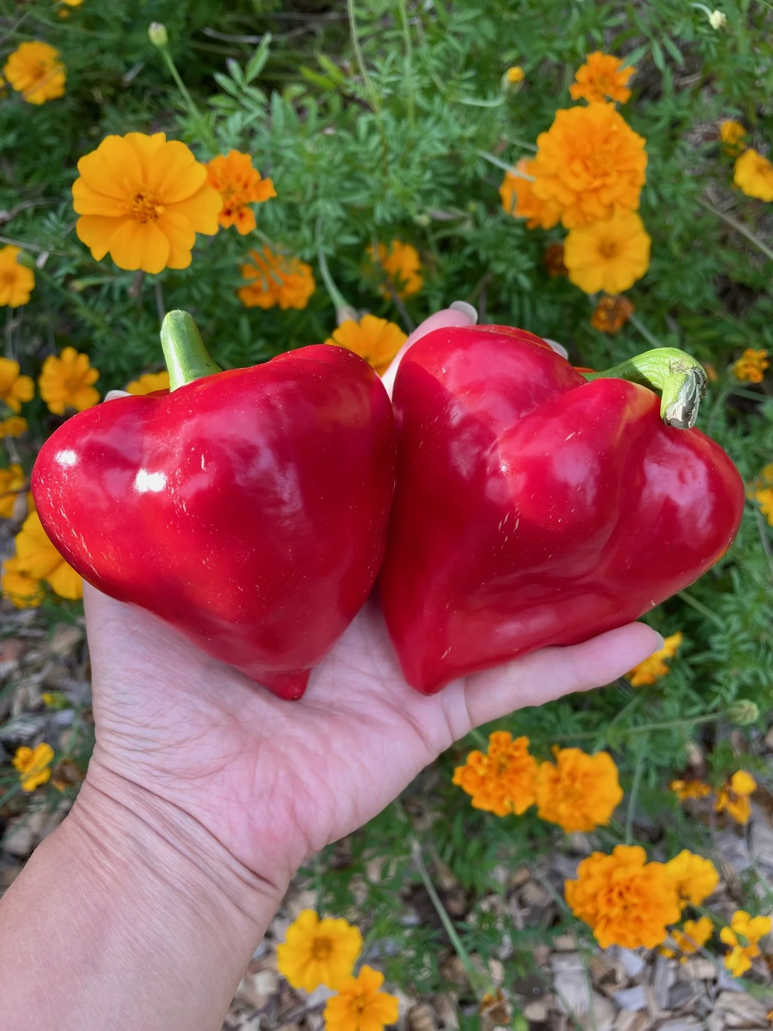 Lesya Sweet Pepper (Sweet)