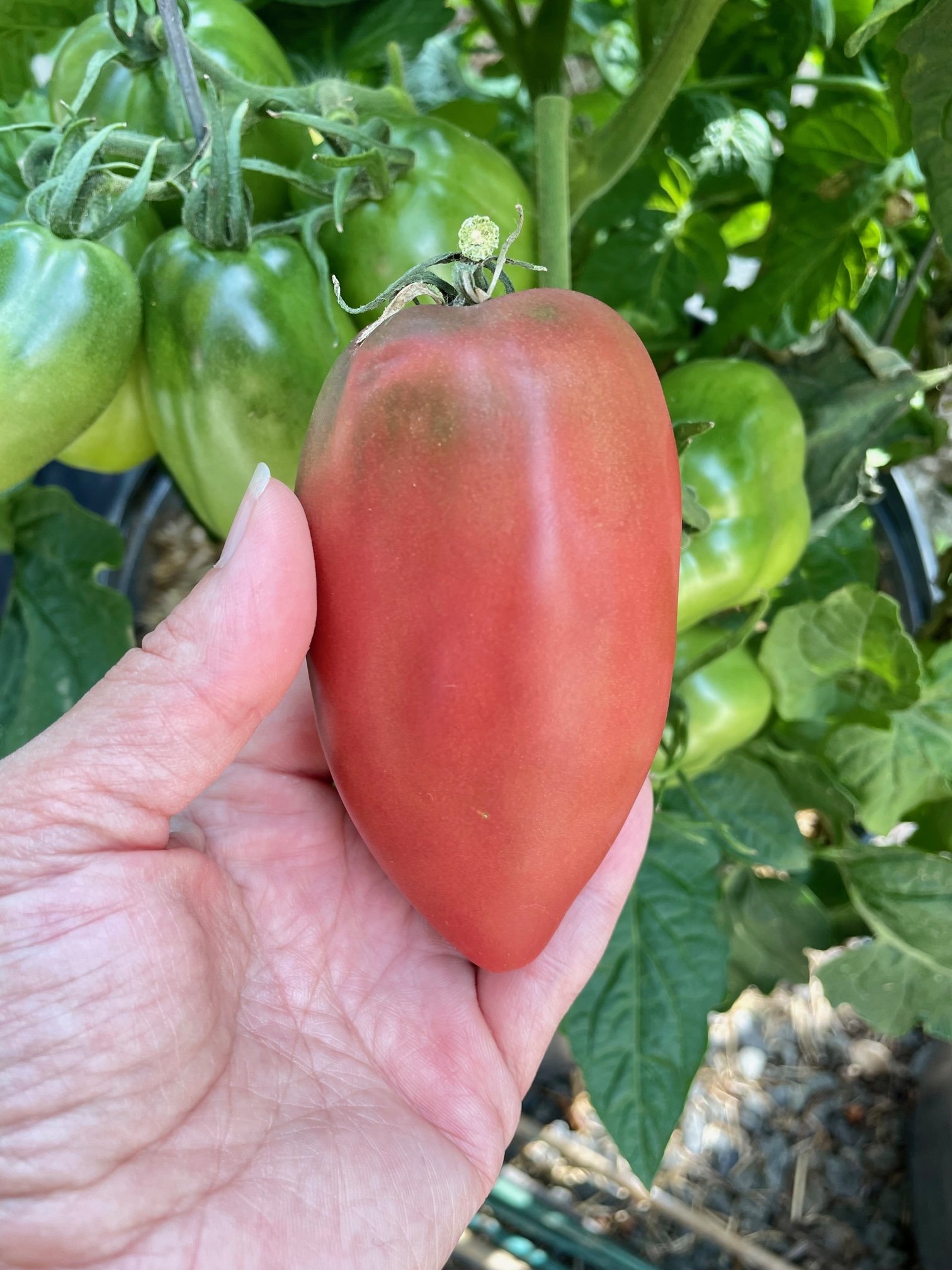 Dwarf Almandine Paste Tomato