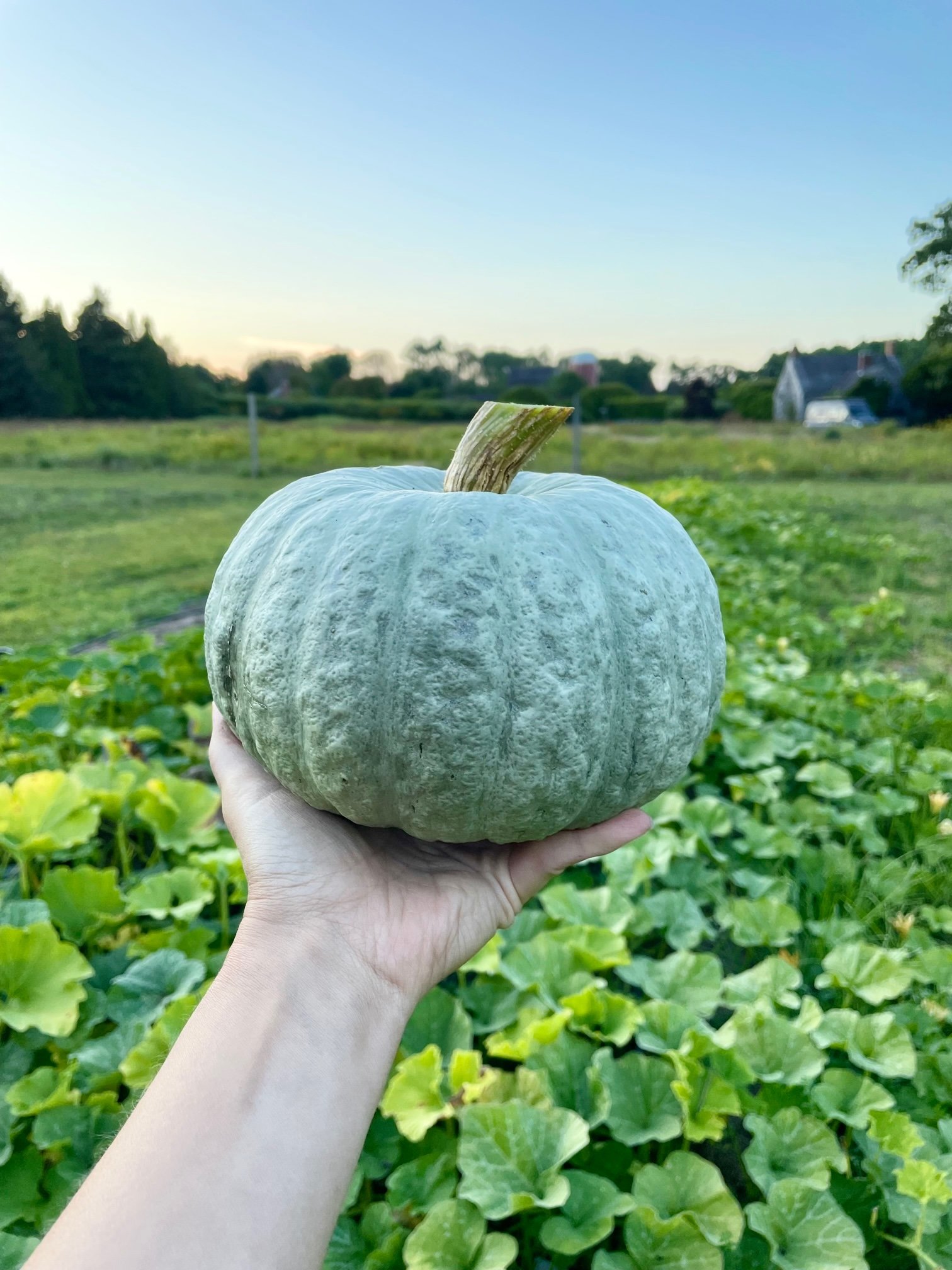 Blue Kuri Winter Squash