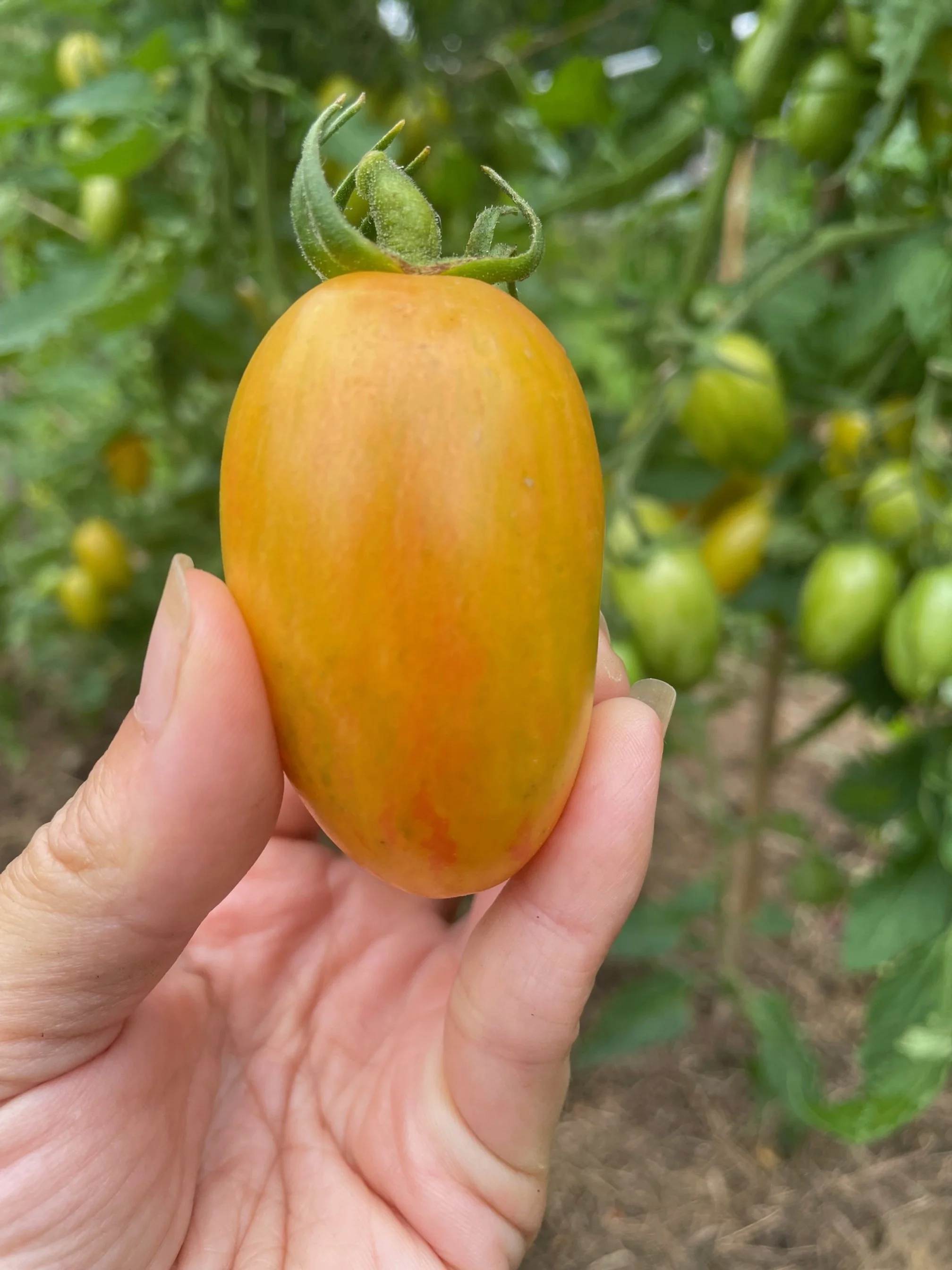Artisan Tiger Stripe Tomato