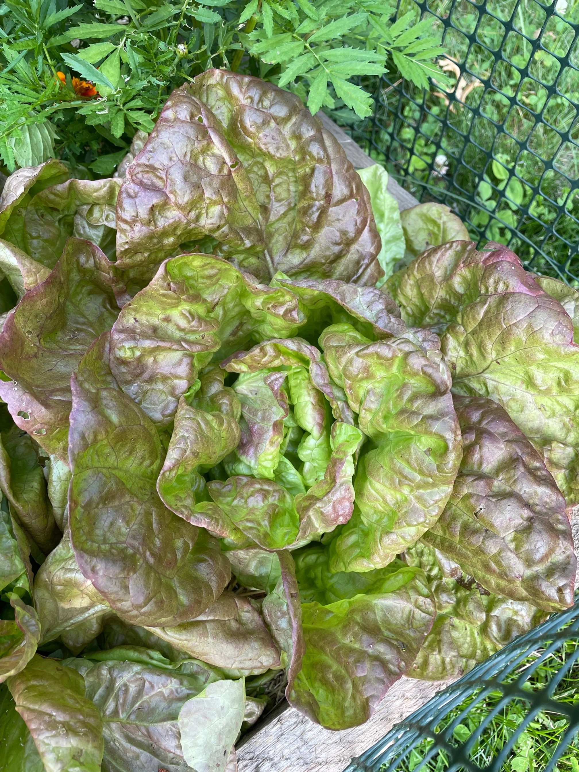 Merveille De Quatre Saisons Lettuce