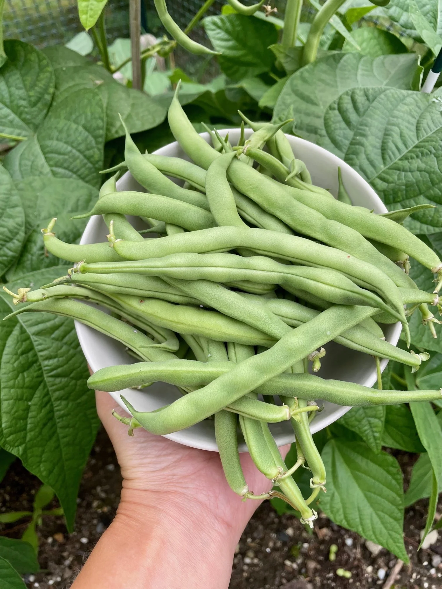 Landreth Bush Bean