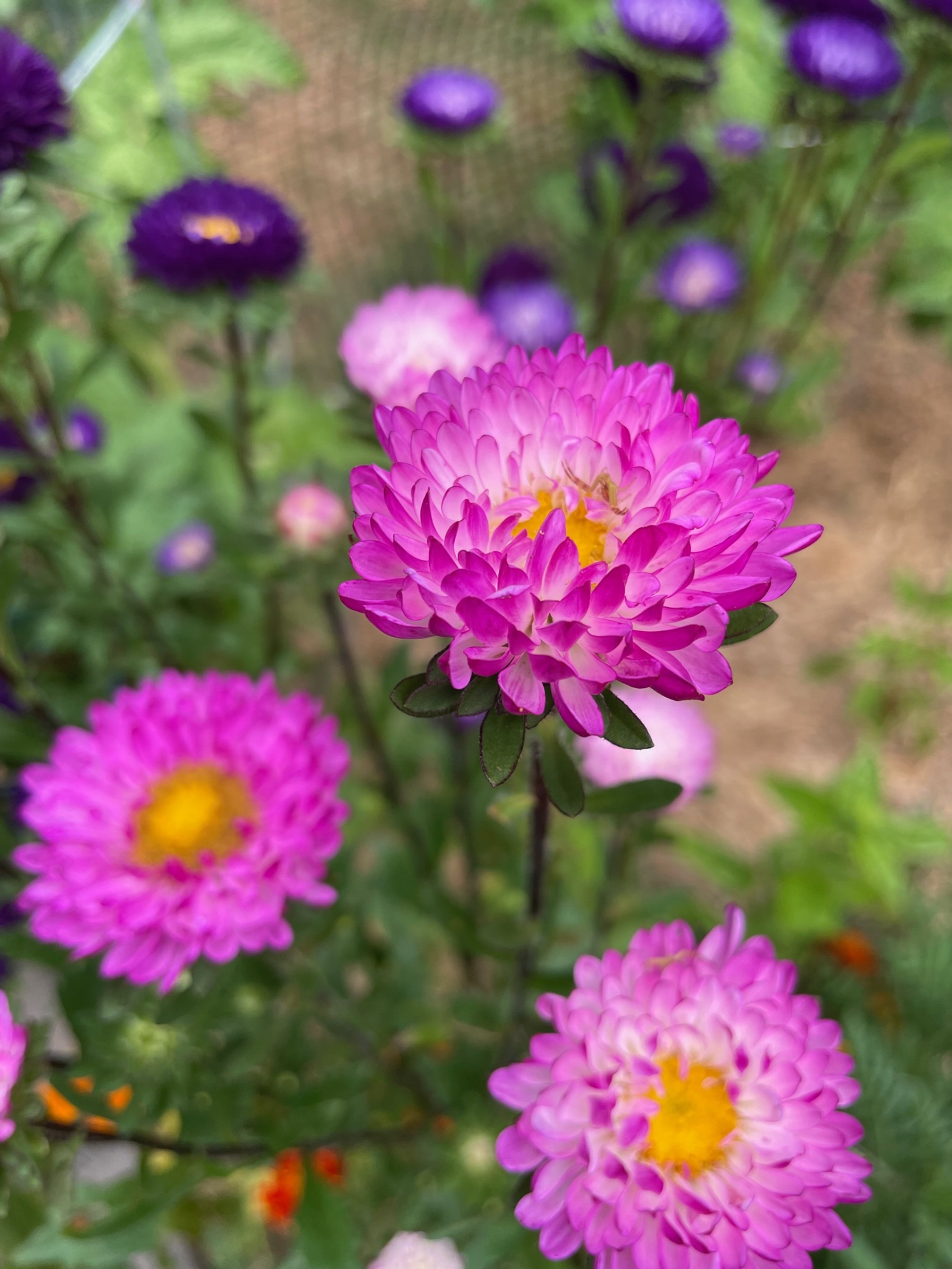 Aster ‘Matsumoto Mix’