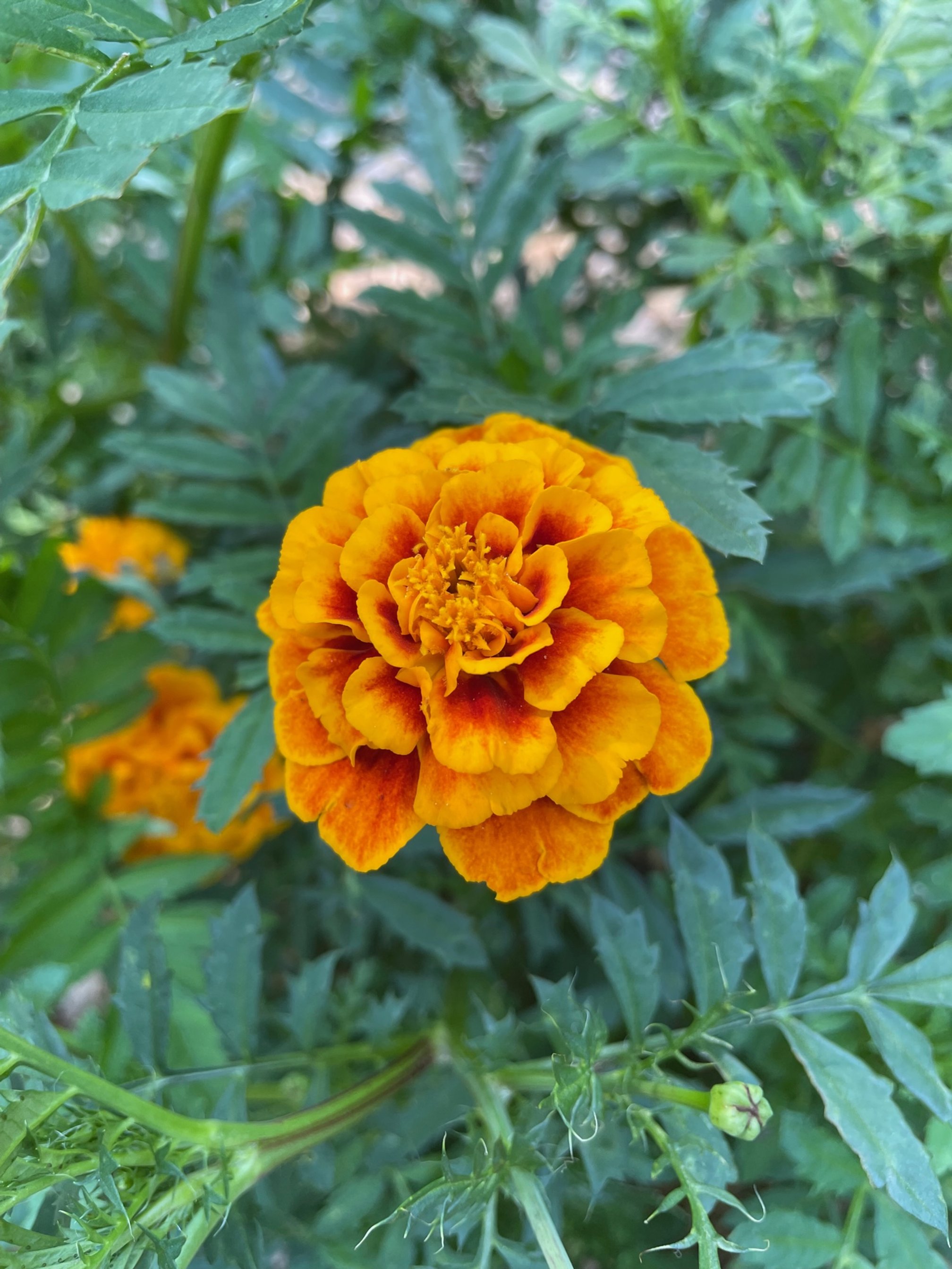 Queen Sophia Marigold