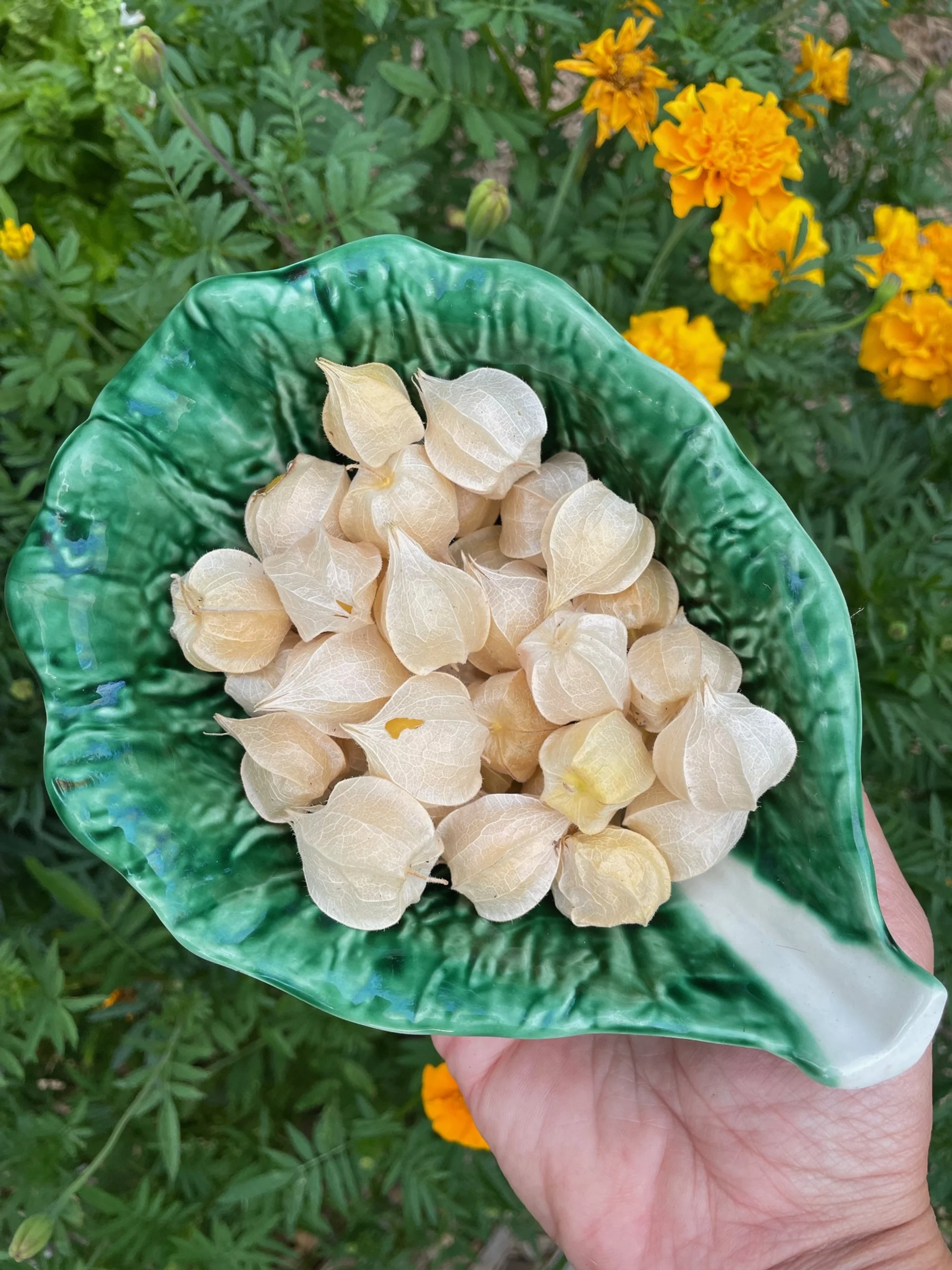 Pineapple Ground Cherry
