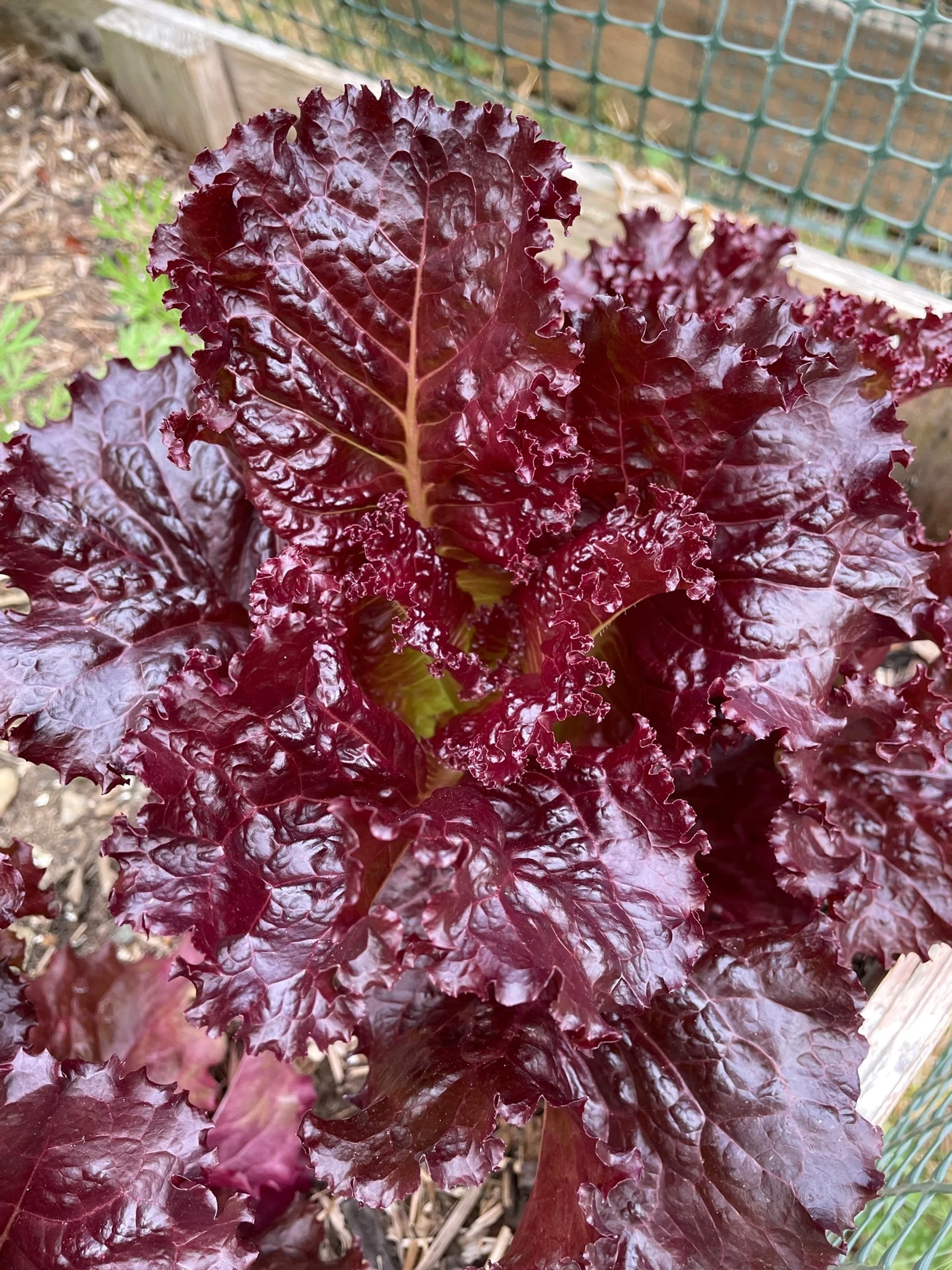 Merlot Lettuce