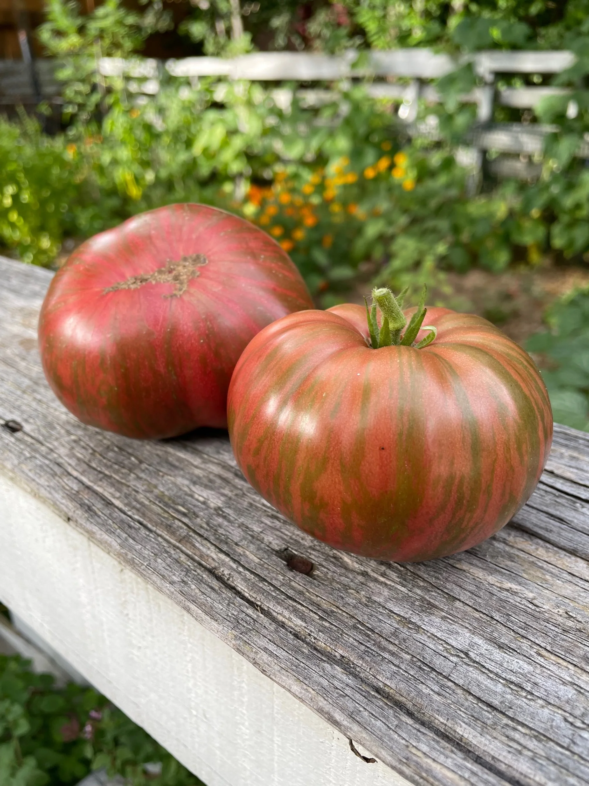 Fred’s Tie Dye Dwarf Tomato