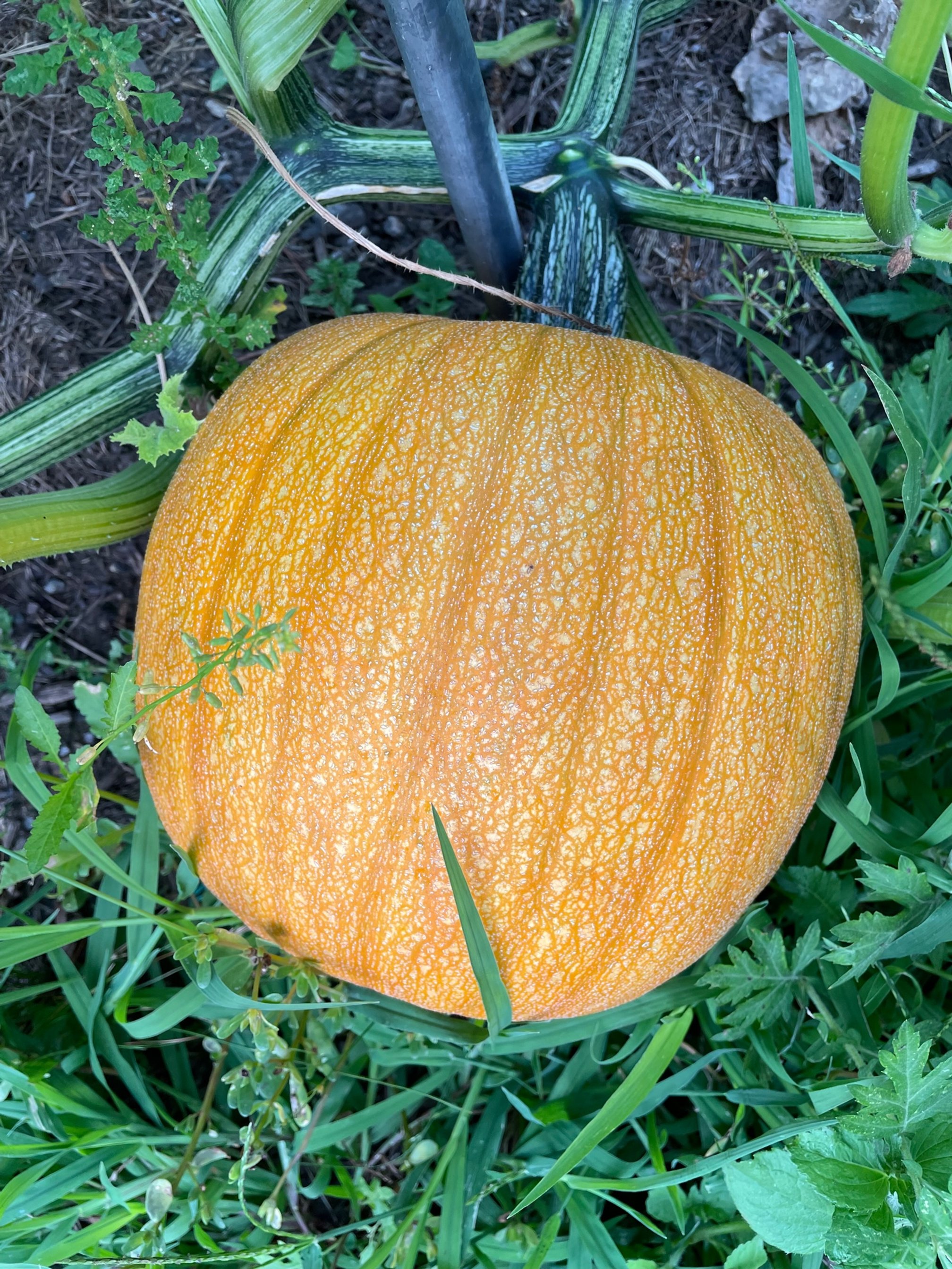 Cherokee Bush Pumpkin
