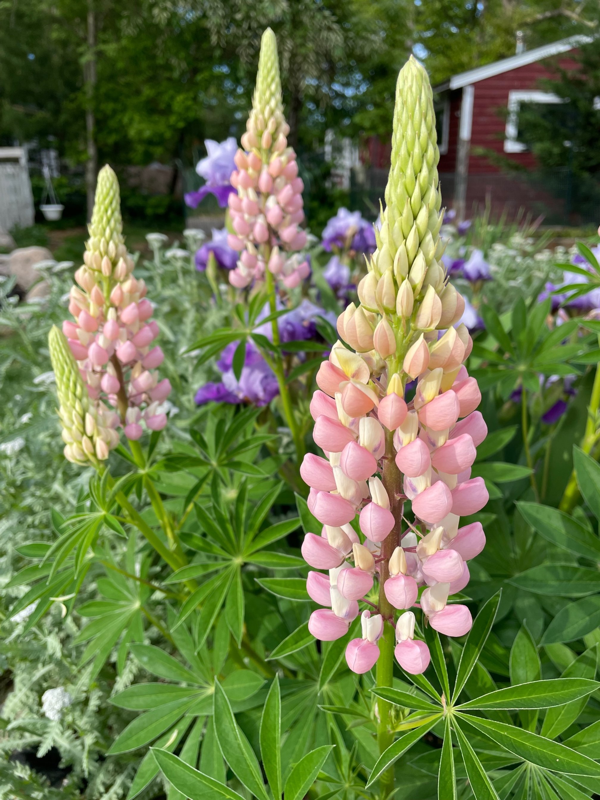 Minarrette Dwarf Lupine